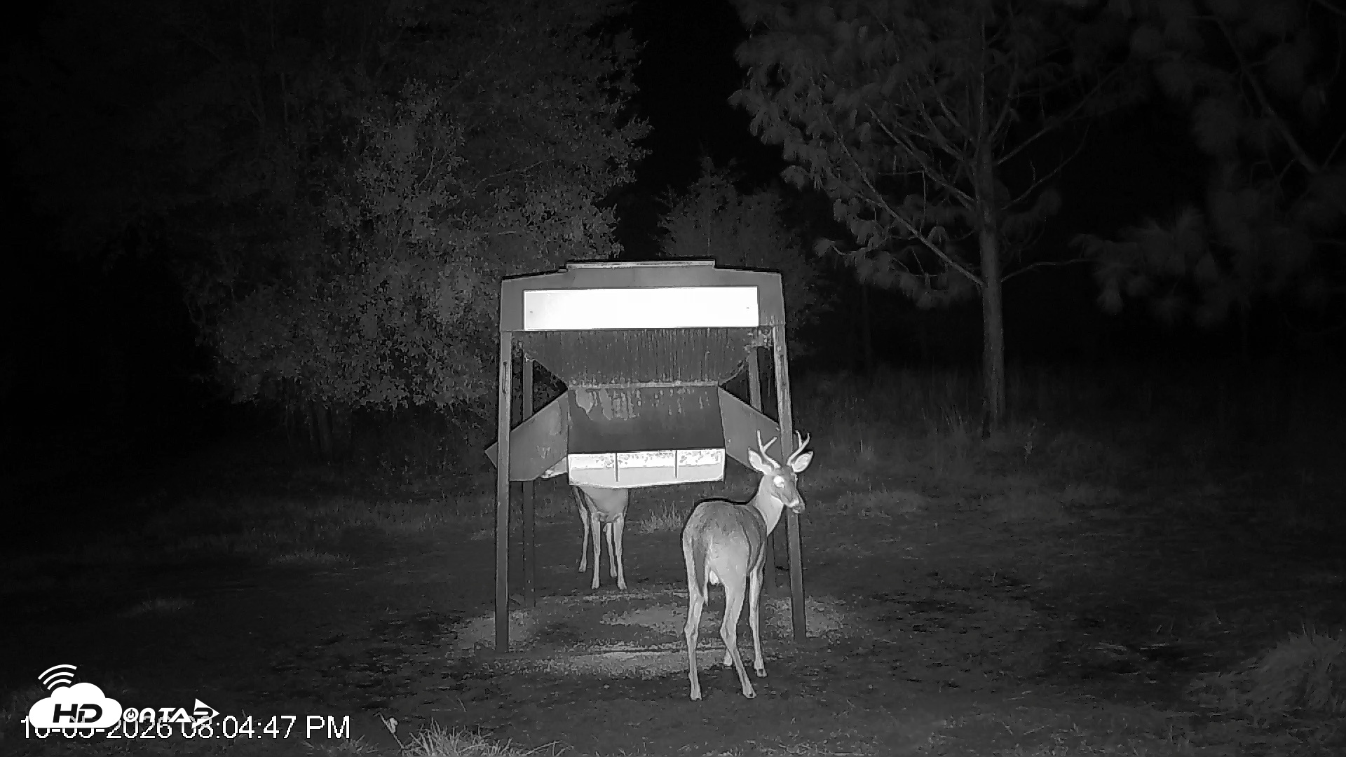 Snapshot of Leesburg Georgia Live Deer Feeder Webcam taken Oct 5, 2026, 8:04pm EDT