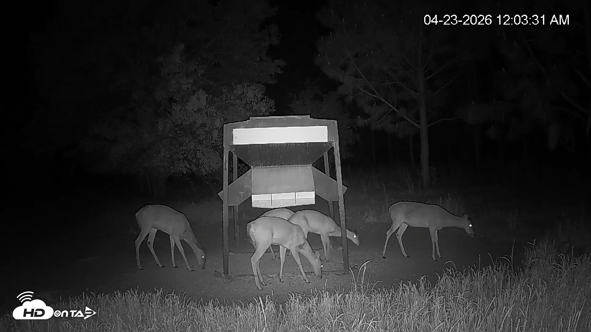 Snapshot of Leesburg Georgia Live Deer Feeder Webcam taken Apr 23, 2026, 12:03am EDT