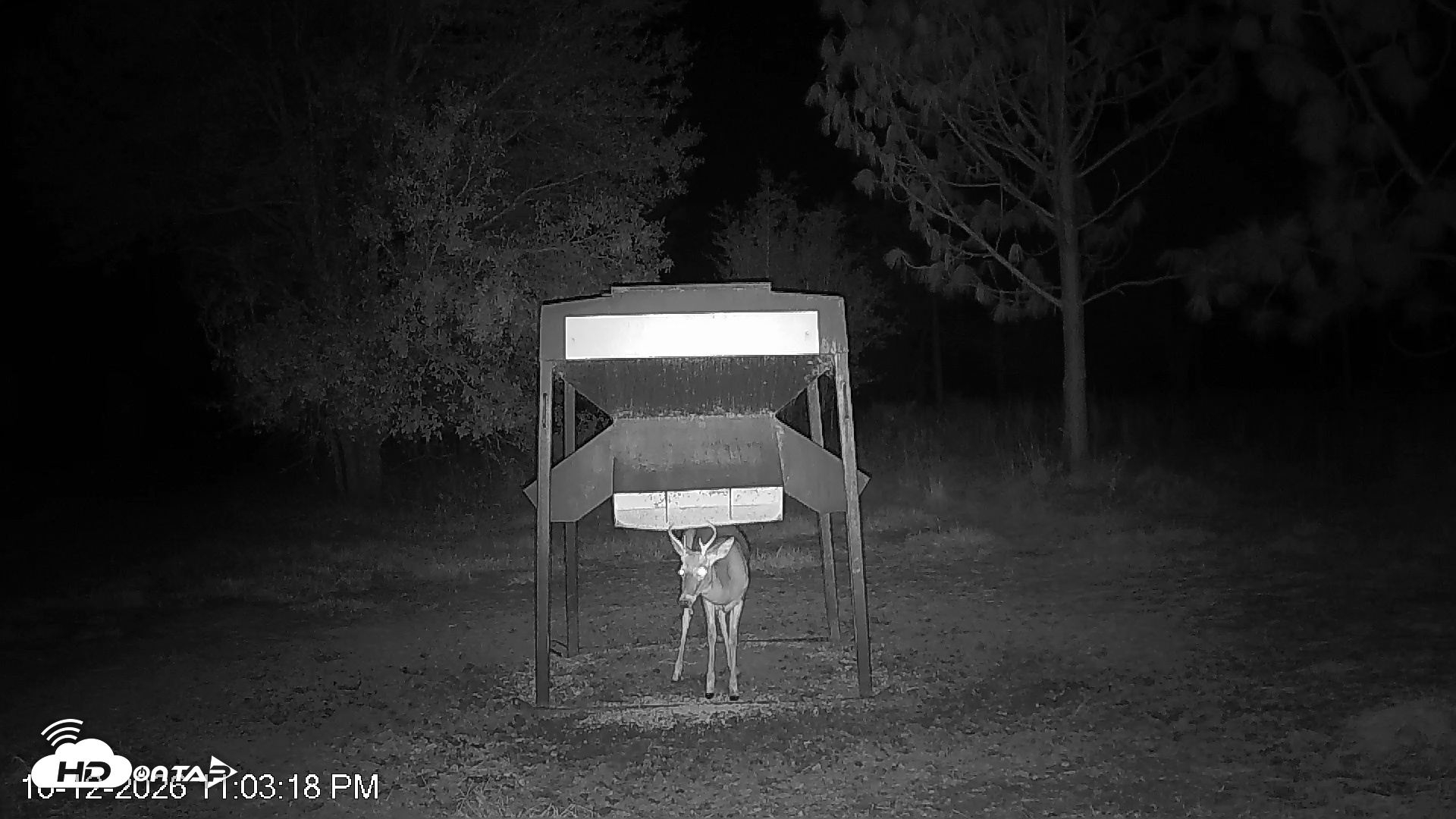 Snapshot of Leesburg Georgia Live Deer Feeder Webcam taken Oct 12, 2026, 11:02pm EDT