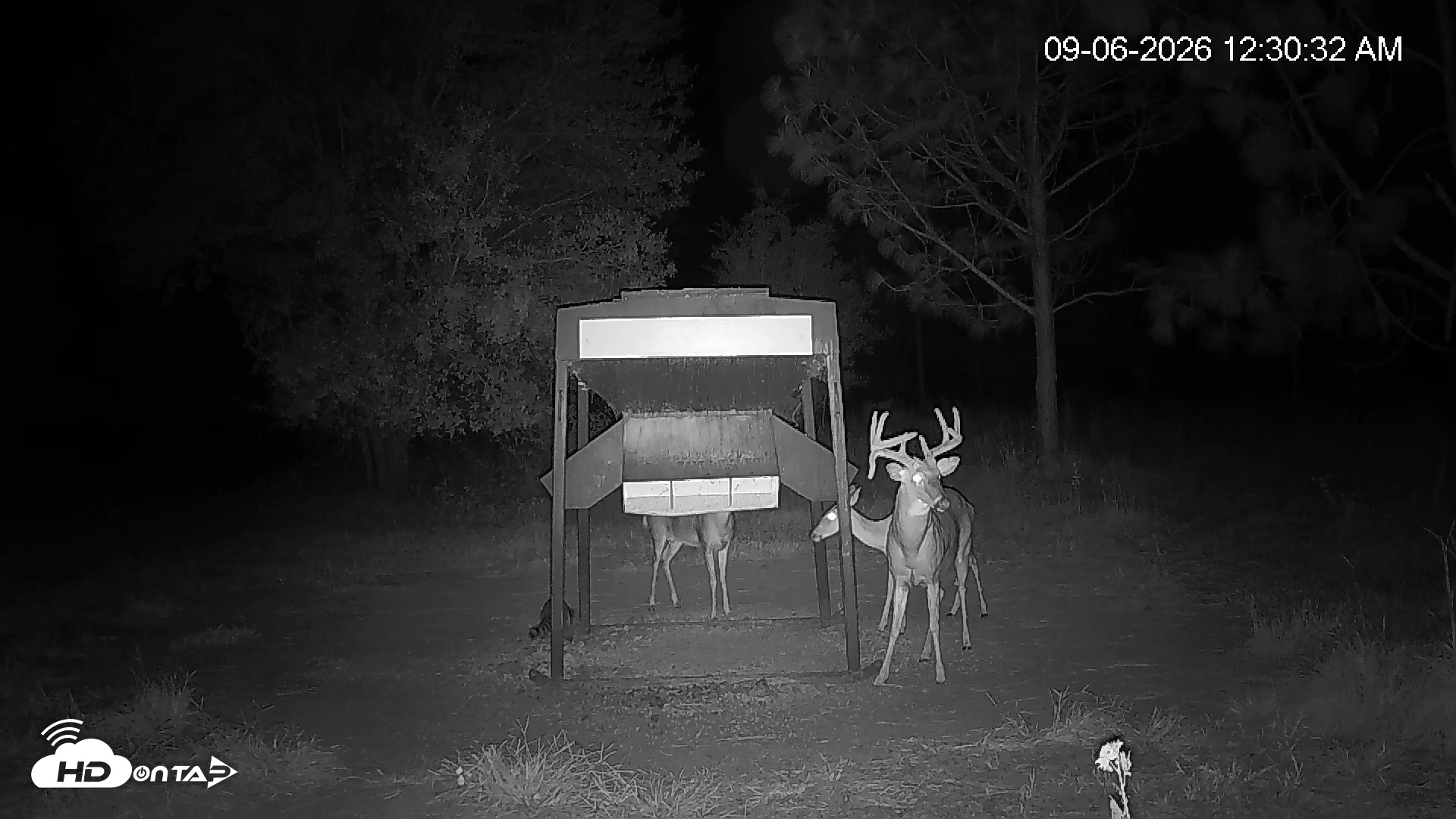 Snapshot of Leesburg Georgia Live Deer Feeder Webcam taken Sep 6, 2026, 12:31am EDT