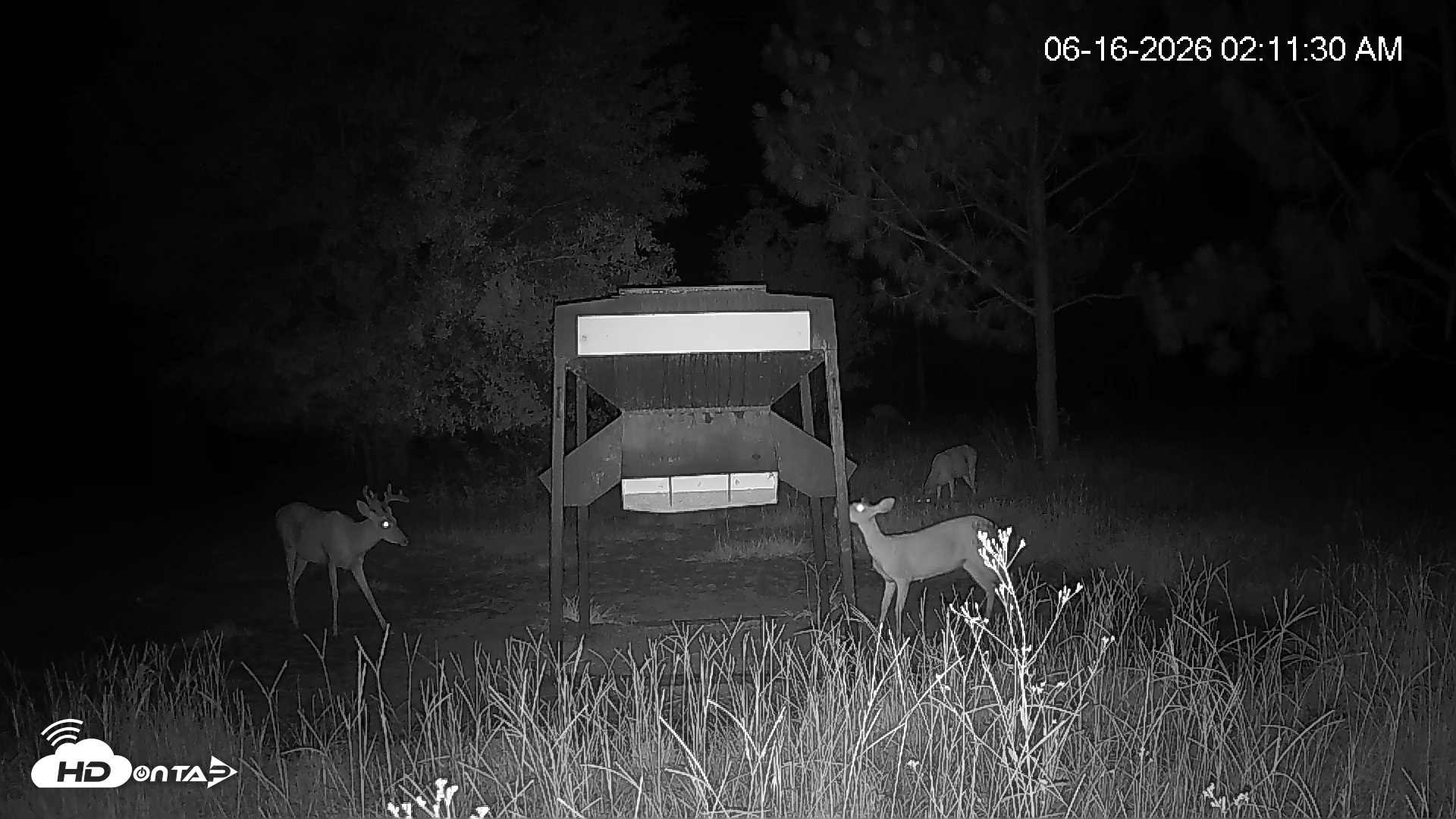 Snapshot of Leesburg Georgia Live Deer Feeder Webcam taken Jun 16, 2026, 2:12am EDT