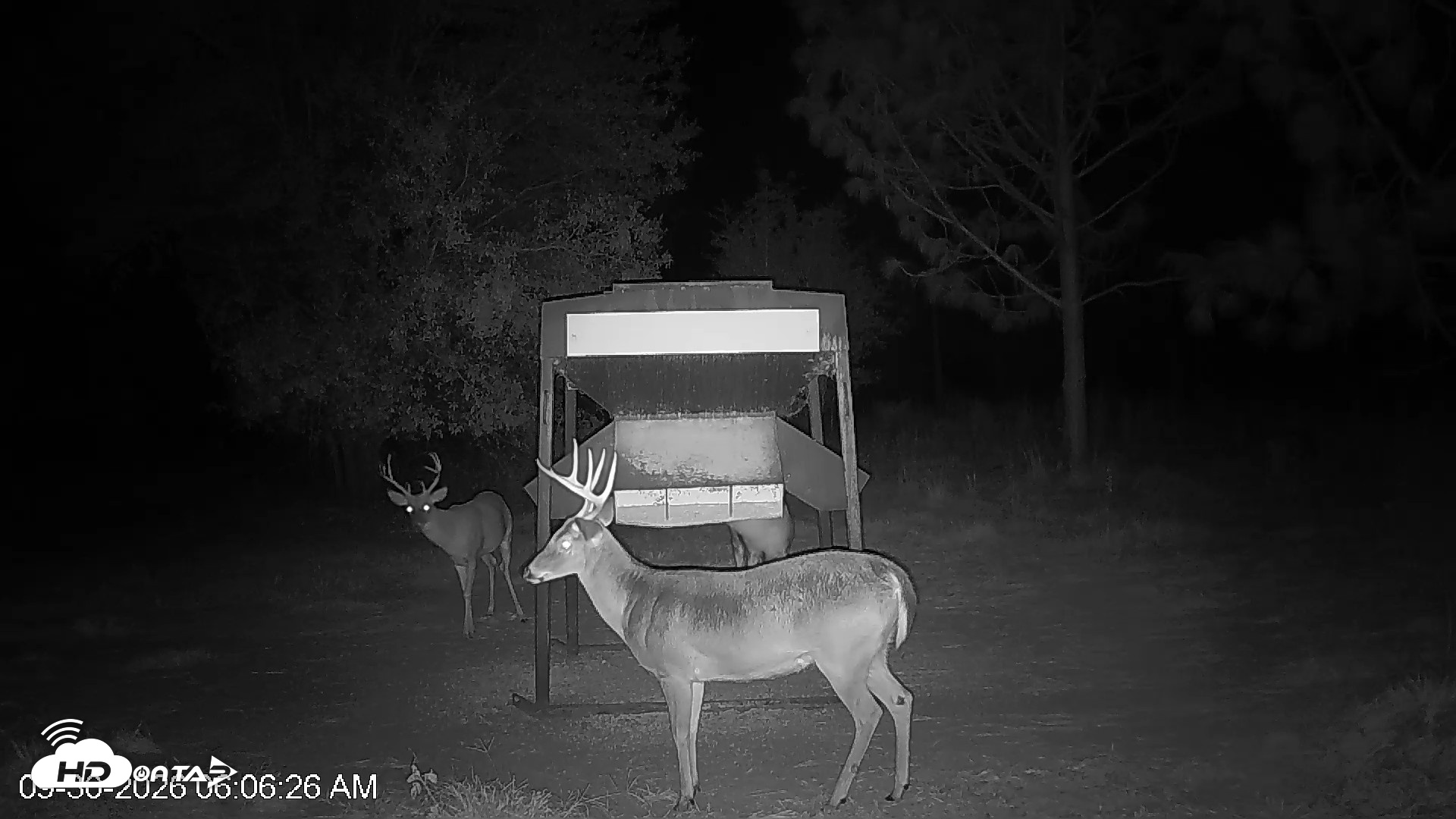Snapshot of Leesburg Georgia Live Deer Feeder Webcam taken Sep 30, 2026, 6:06am EDT