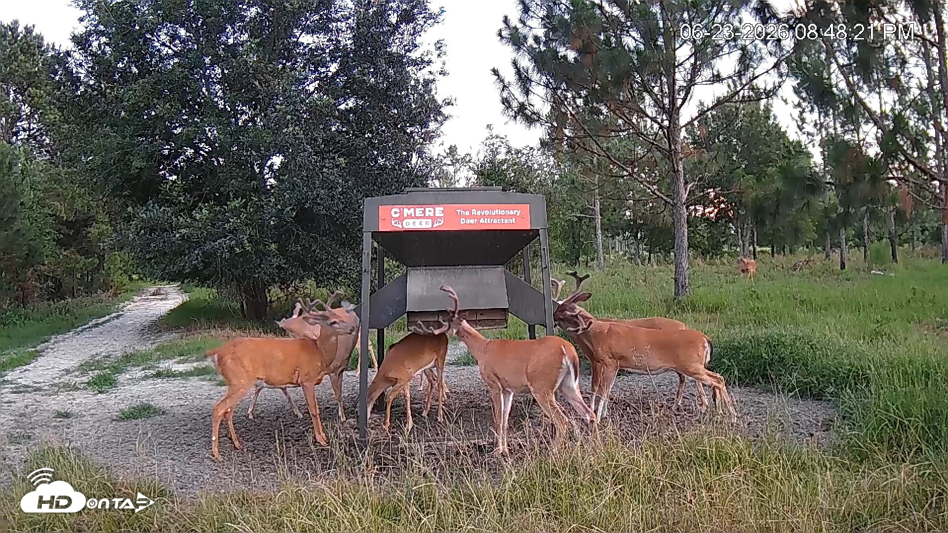 Snapshot of Leesburg Georgia Live Deer Feeder Webcam taken Jun 23, 2026, 8:48pm EDT