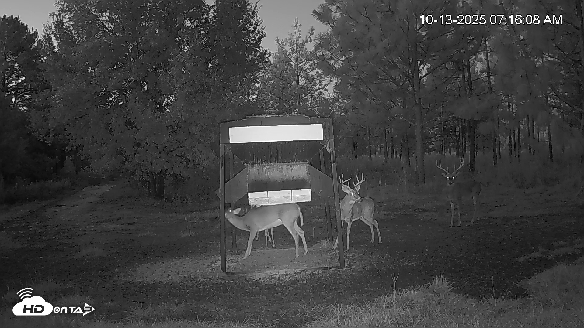 Snapshot of Leesburg Georgia Live Deer Feeder Webcam taken Oct 13, 2025, 7:16am EDT