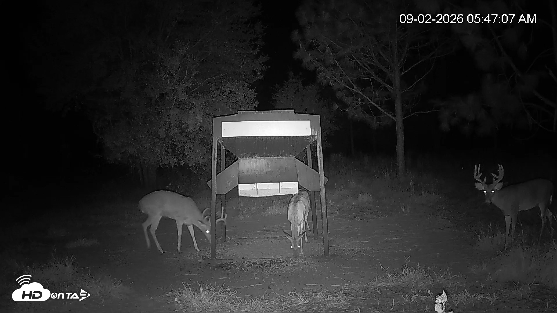 Snapshot of Leesburg Georgia Live Deer Feeder Webcam taken Sep 2, 2026, 5:47am EDT