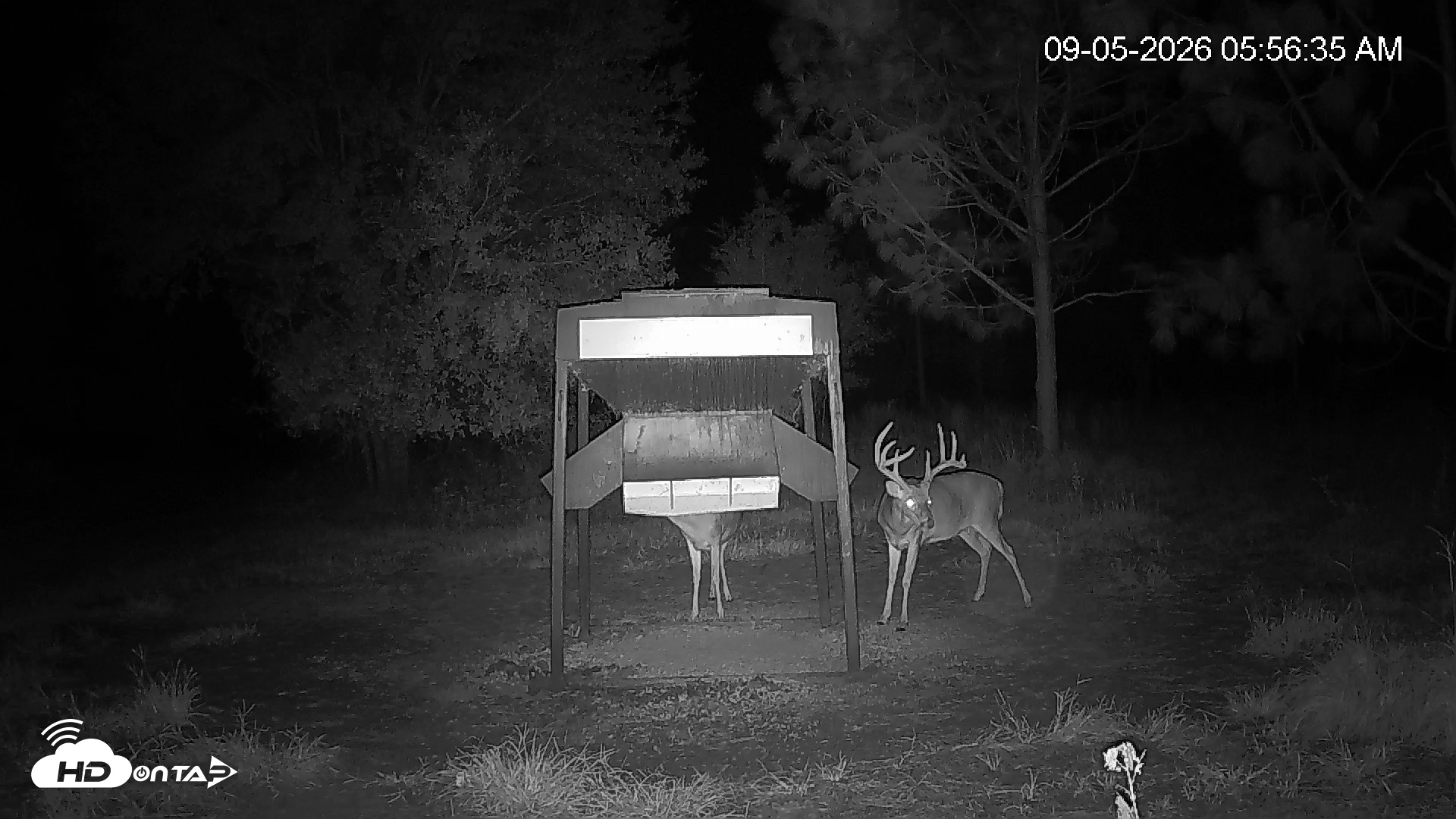 Snapshot of Leesburg Georgia Live Deer Feeder Webcam taken Sep 5, 2026, 5:57am EDT