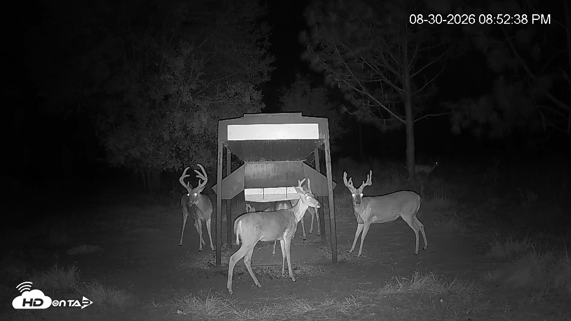 Snapshot of Leesburg Georgia Live Deer Feeder Webcam taken Aug 30, 2026, 8:52pm EDT