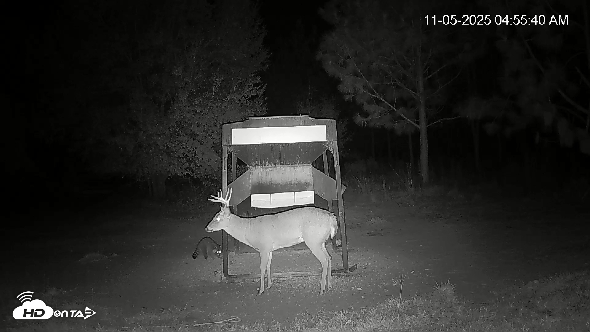Snapshot of Leesburg Georgia Live Deer Feeder Webcam taken Nov 5, 2025, 4:55am EST