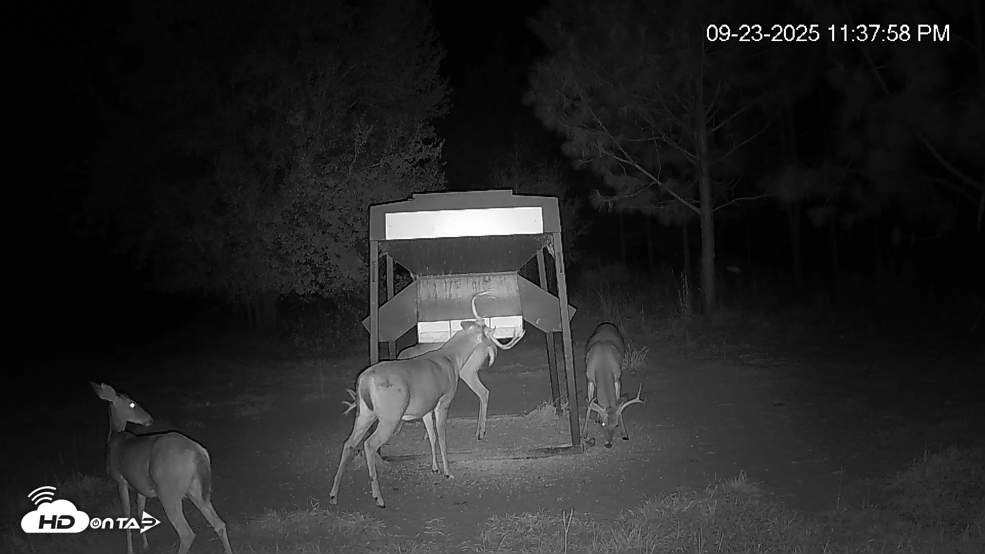 Snapshot of Leesburg Georgia Live Deer Feeder Webcam taken Sep 23, 2025, 11:37pm EDT