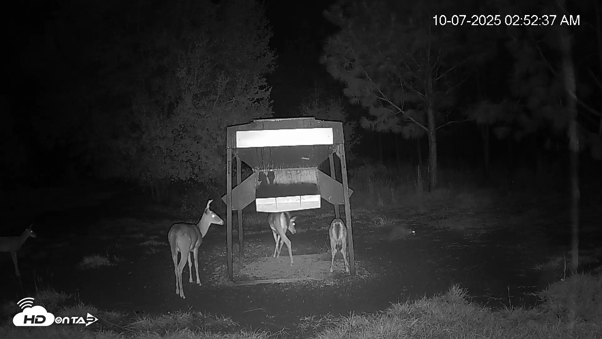 Snapshot of Leesburg Georgia Live Deer Feeder Webcam taken Oct 7, 2025, 2:53am EDT