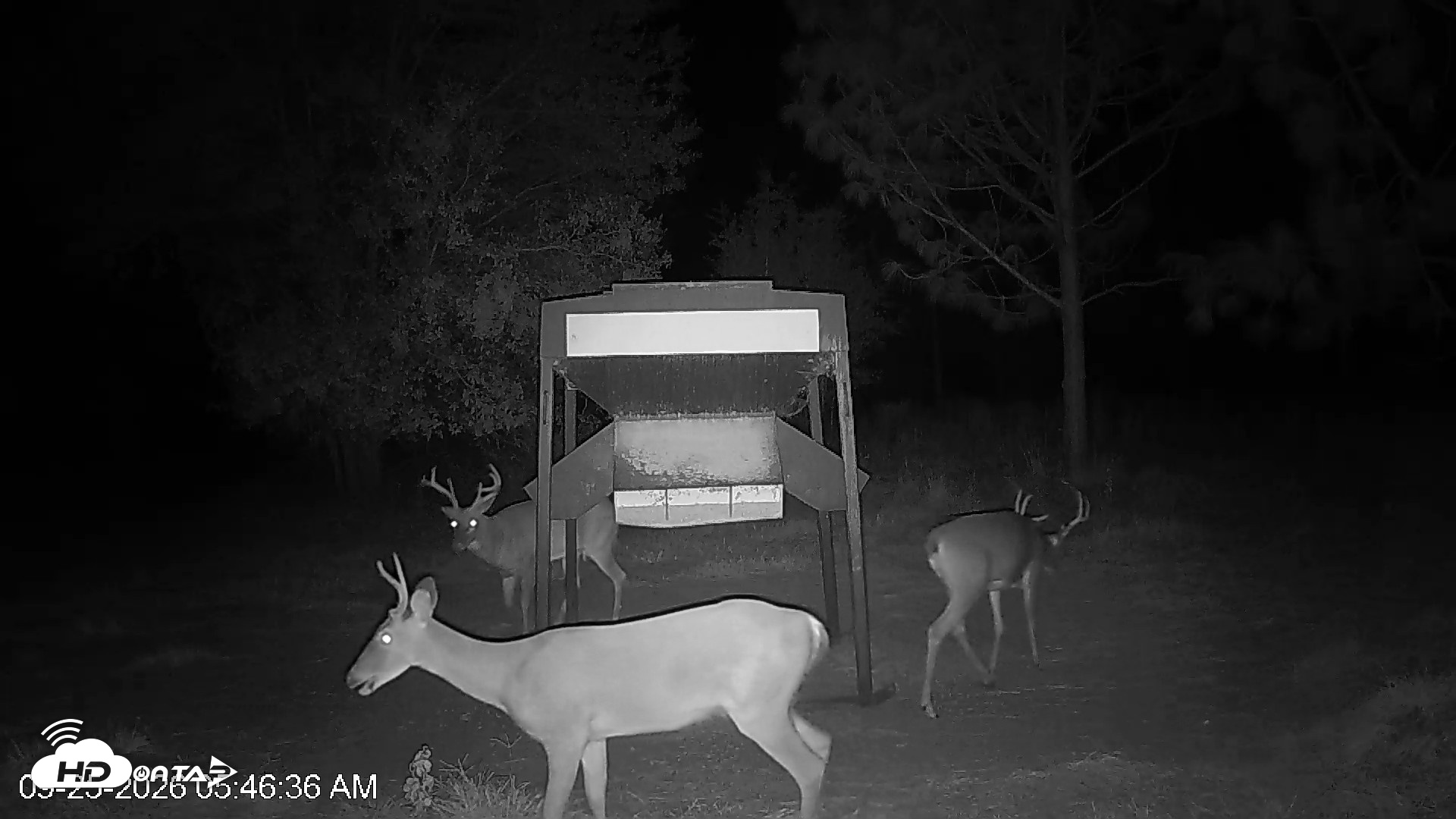 Snapshot of Leesburg Georgia Live Deer Feeder Webcam taken Sep 25, 2026, 5:46am EDT