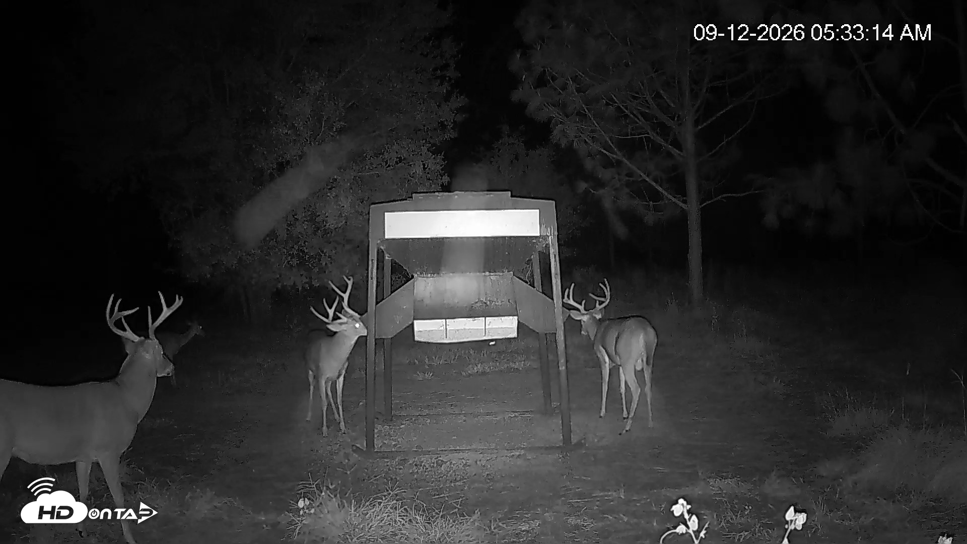 Snapshot of Leesburg Georgia Live Deer Feeder Webcam taken Sep 12, 2026, 5:33am EDT