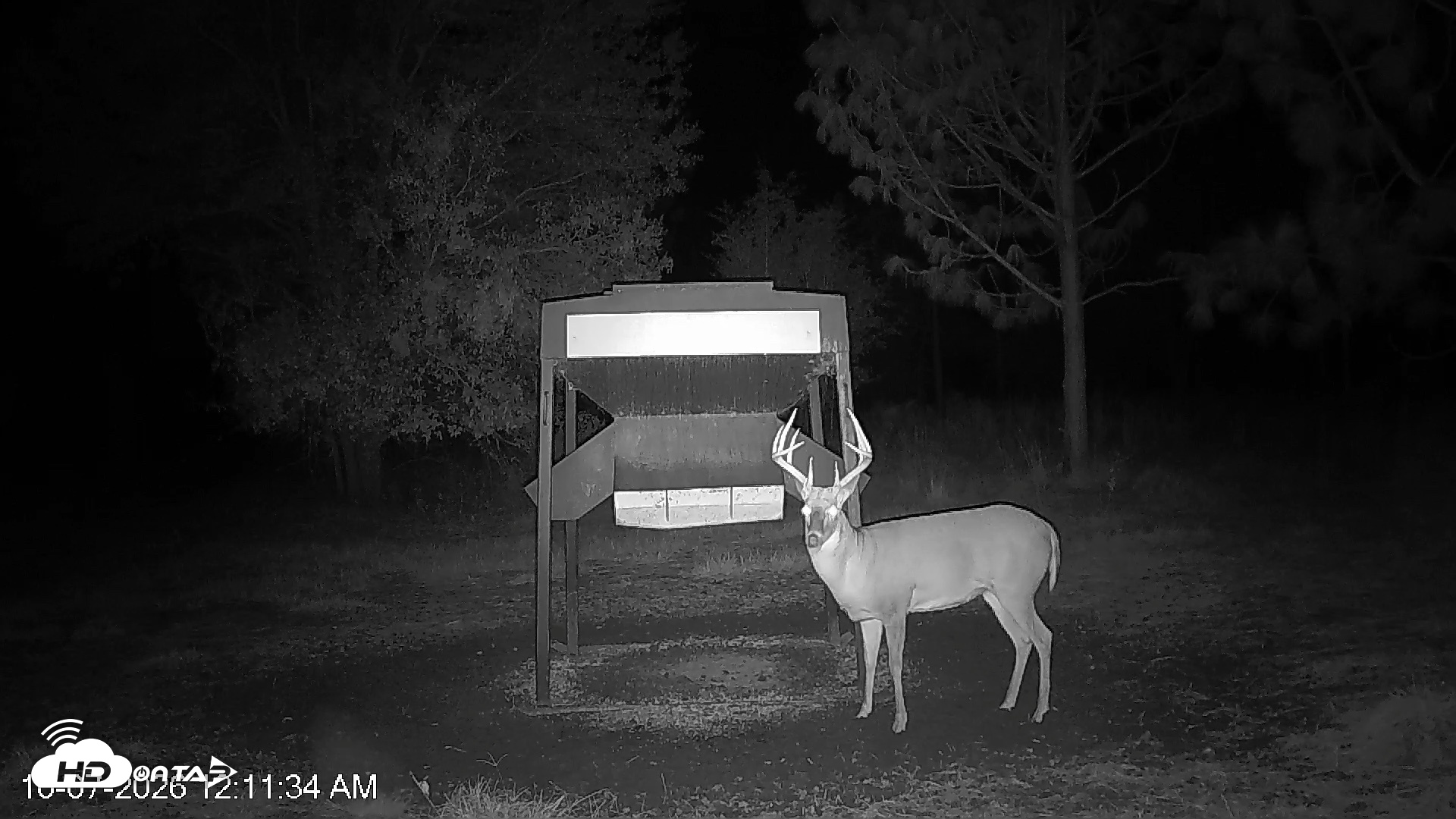 Snapshot of Leesburg Georgia Live Deer Feeder Webcam taken Oct 7, 2026, 12:11am EDT