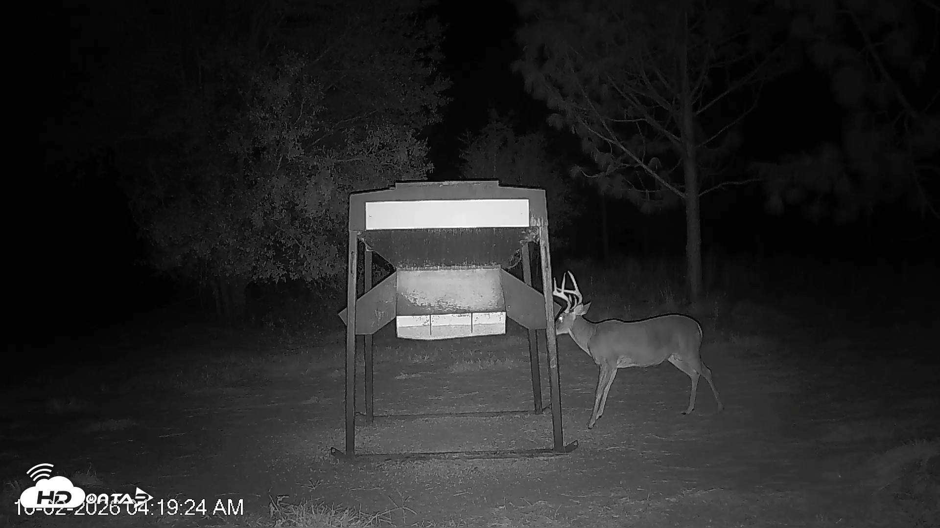 Snapshot of Leesburg Georgia Live Deer Feeder Webcam taken Oct 2, 2026, 4:19am EDT