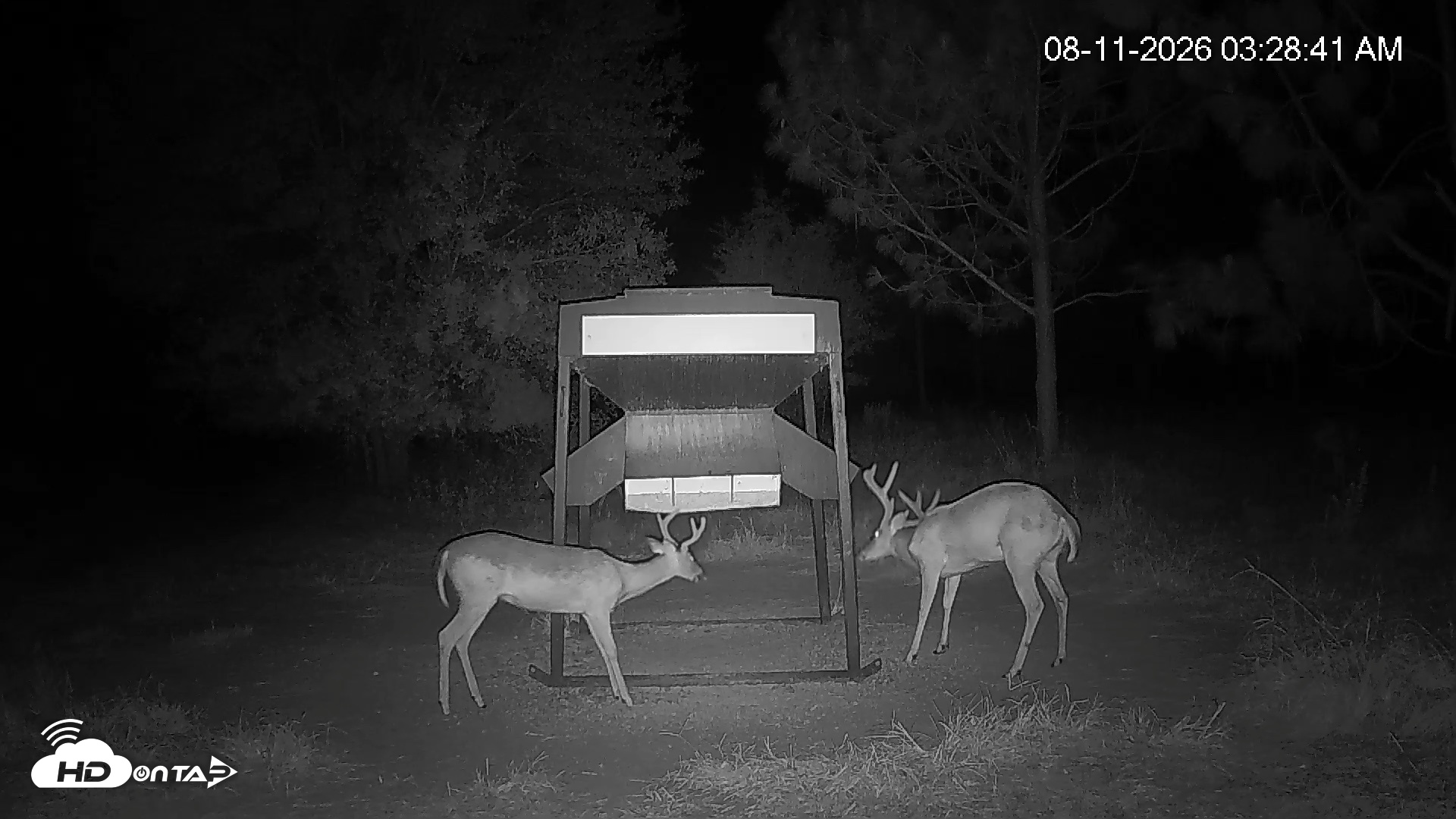 Snapshot of Leesburg Georgia Live Deer Feeder Webcam taken Aug 11, 2026, 3:29am EDT