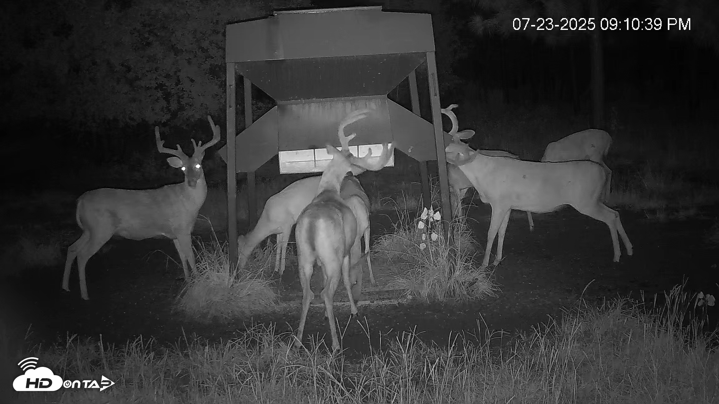 Snapshot of Leesburg Georgia Live Deer Feeder Webcam taken Jul 23, 2025, 9:11pm EDT