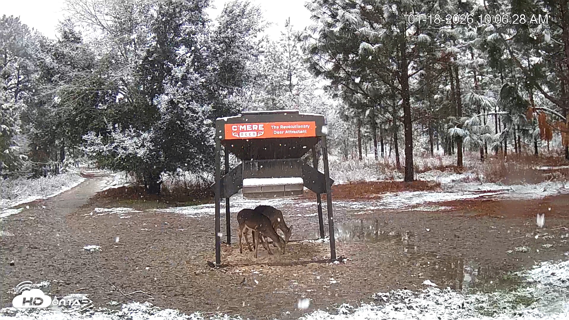 Snapshot of Leesburg Georgia Live Deer Feeder Webcam taken Jan 18, 2026, 10:06am EST