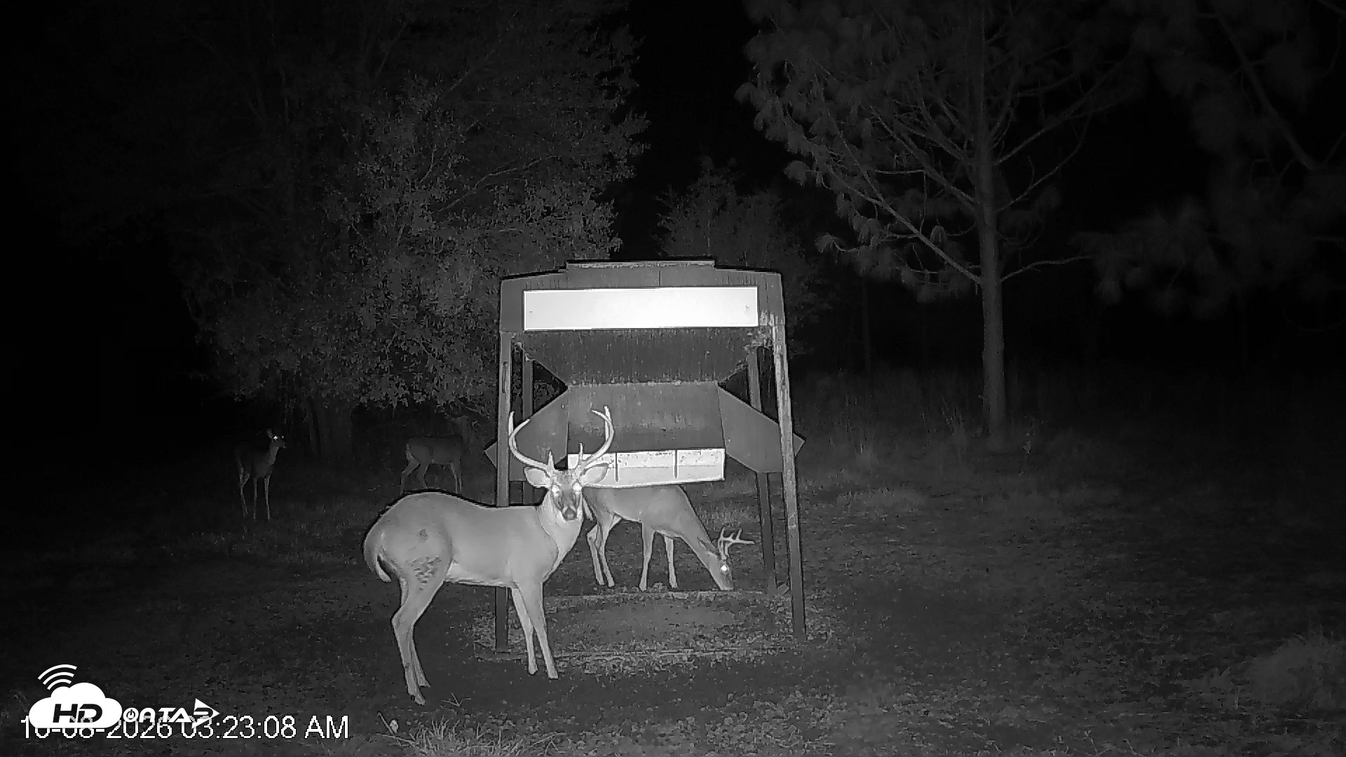 Snapshot of Leesburg Georgia Live Deer Feeder Webcam taken Oct 8, 2026, 3:22am EDT