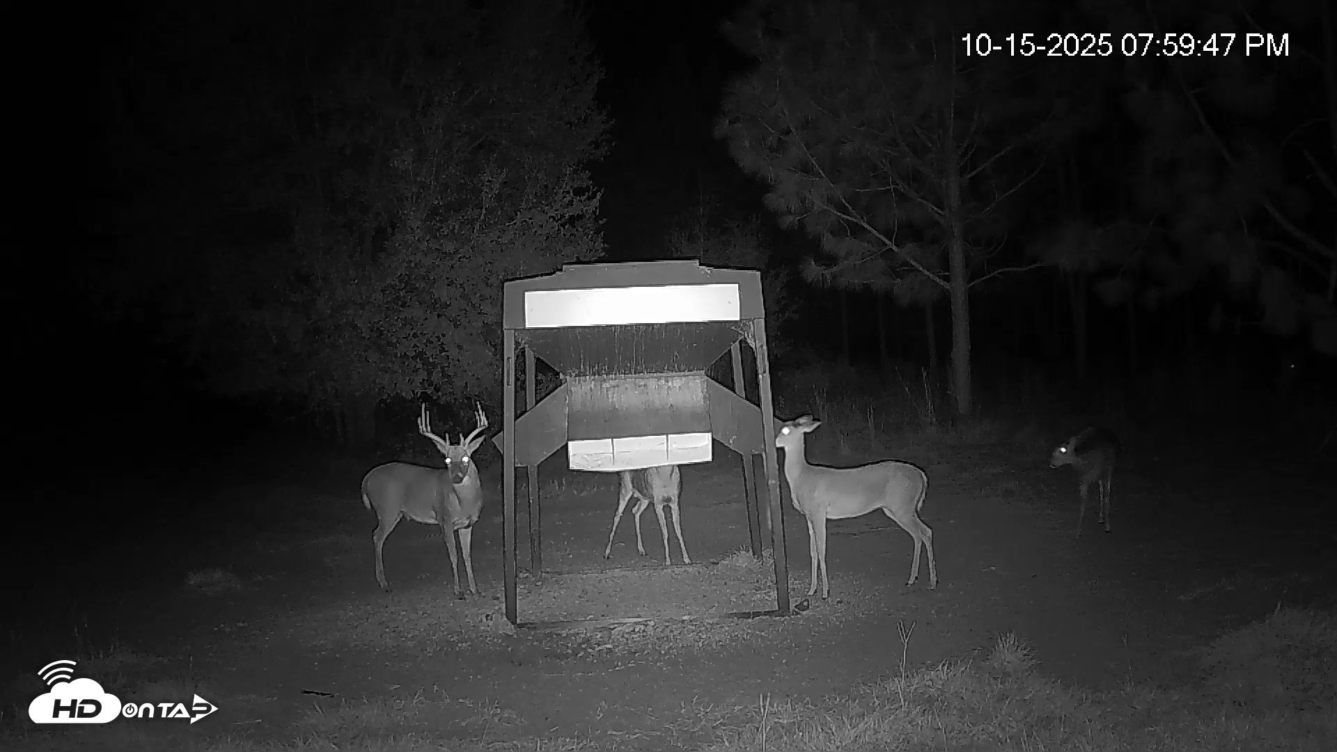 Snapshot of Leesburg Georgia Live Deer Feeder Webcam taken Oct 15, 2025, 8:00pm EDT