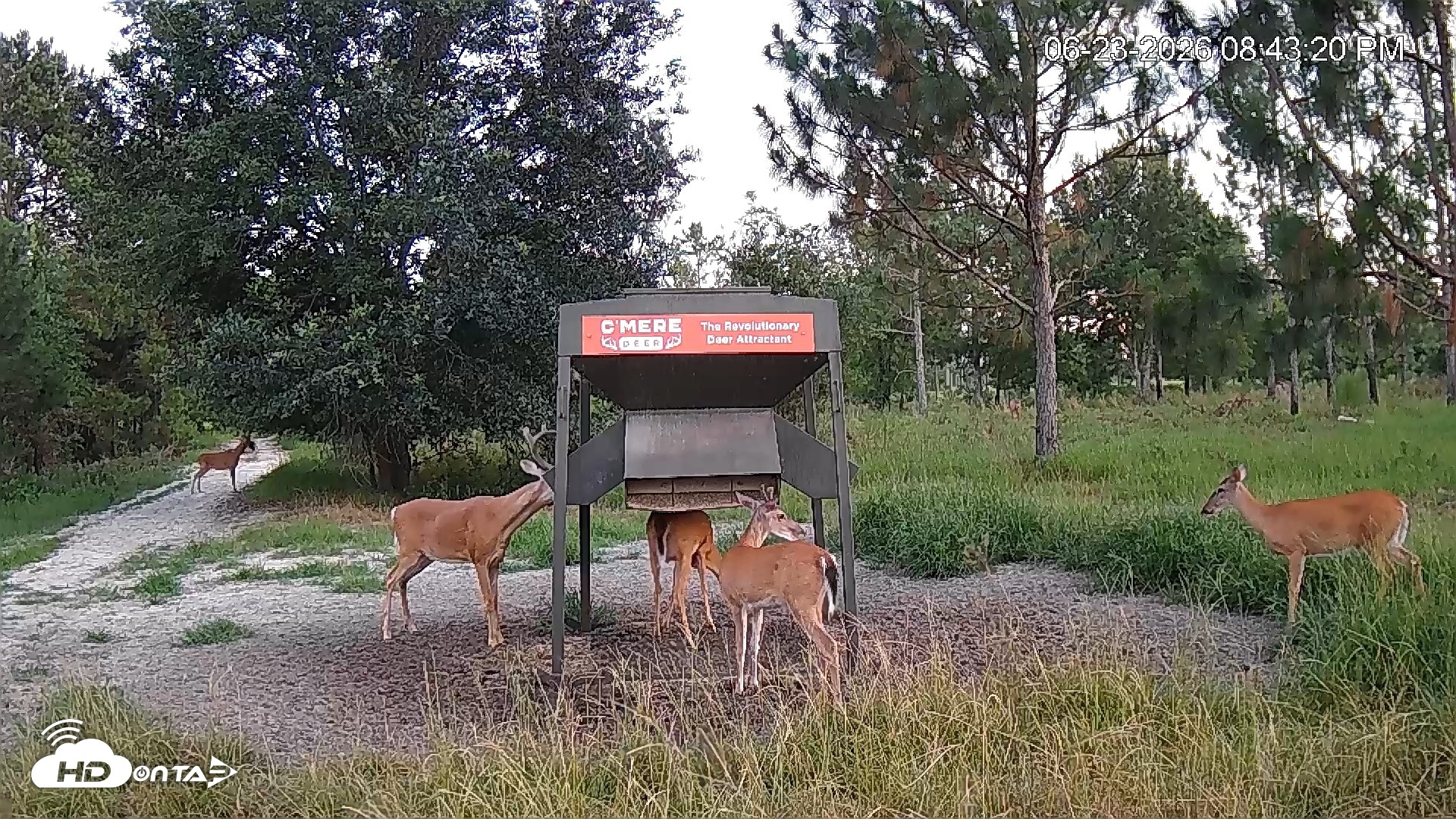 Snapshot of Leesburg Georgia Live Deer Feeder Webcam taken Jun 23, 2026, 8:43pm EDT