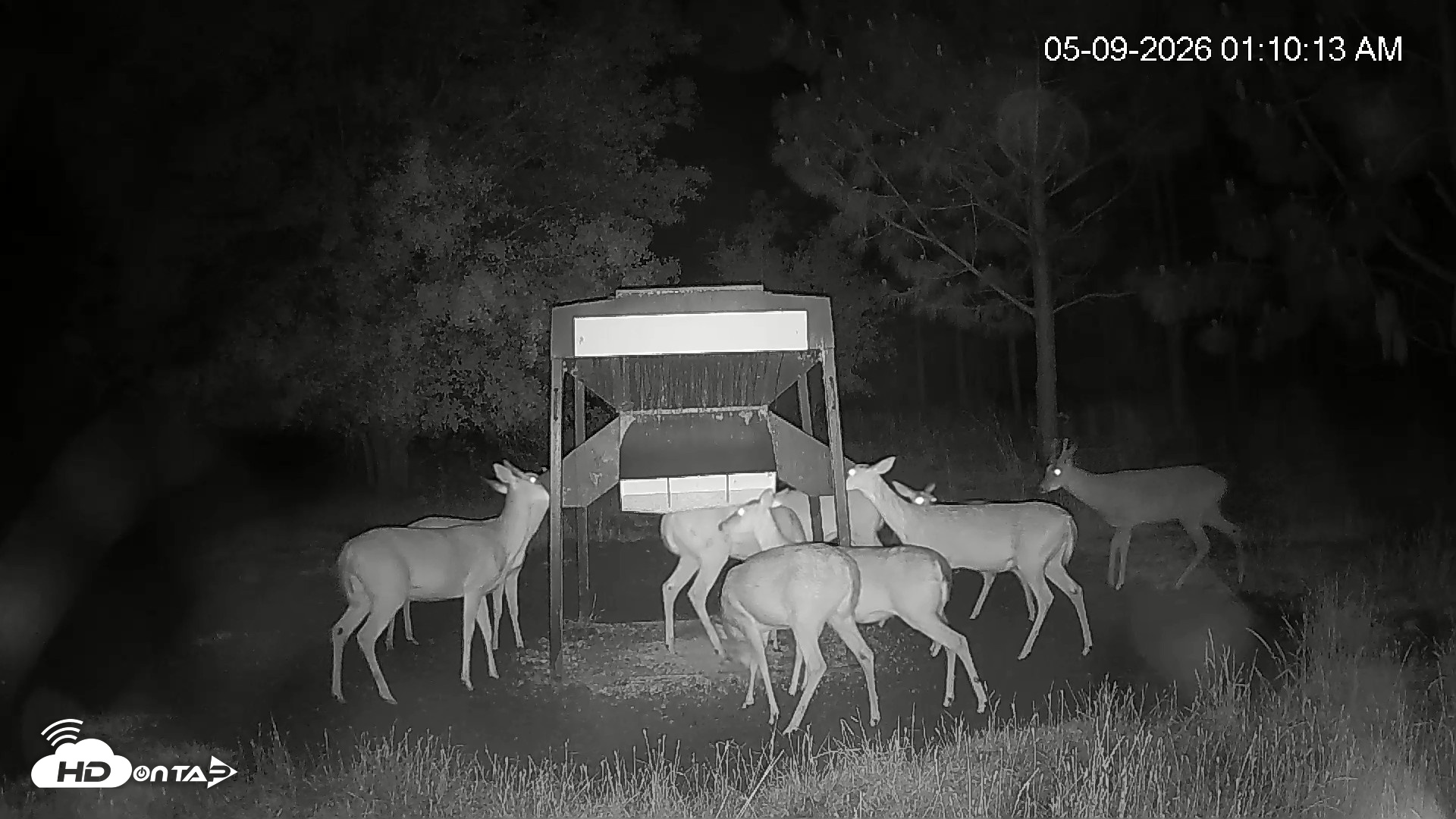 Snapshot of Leesburg Georgia Live Deer Feeder Webcam taken May 9, 2026, 1:11am EDT