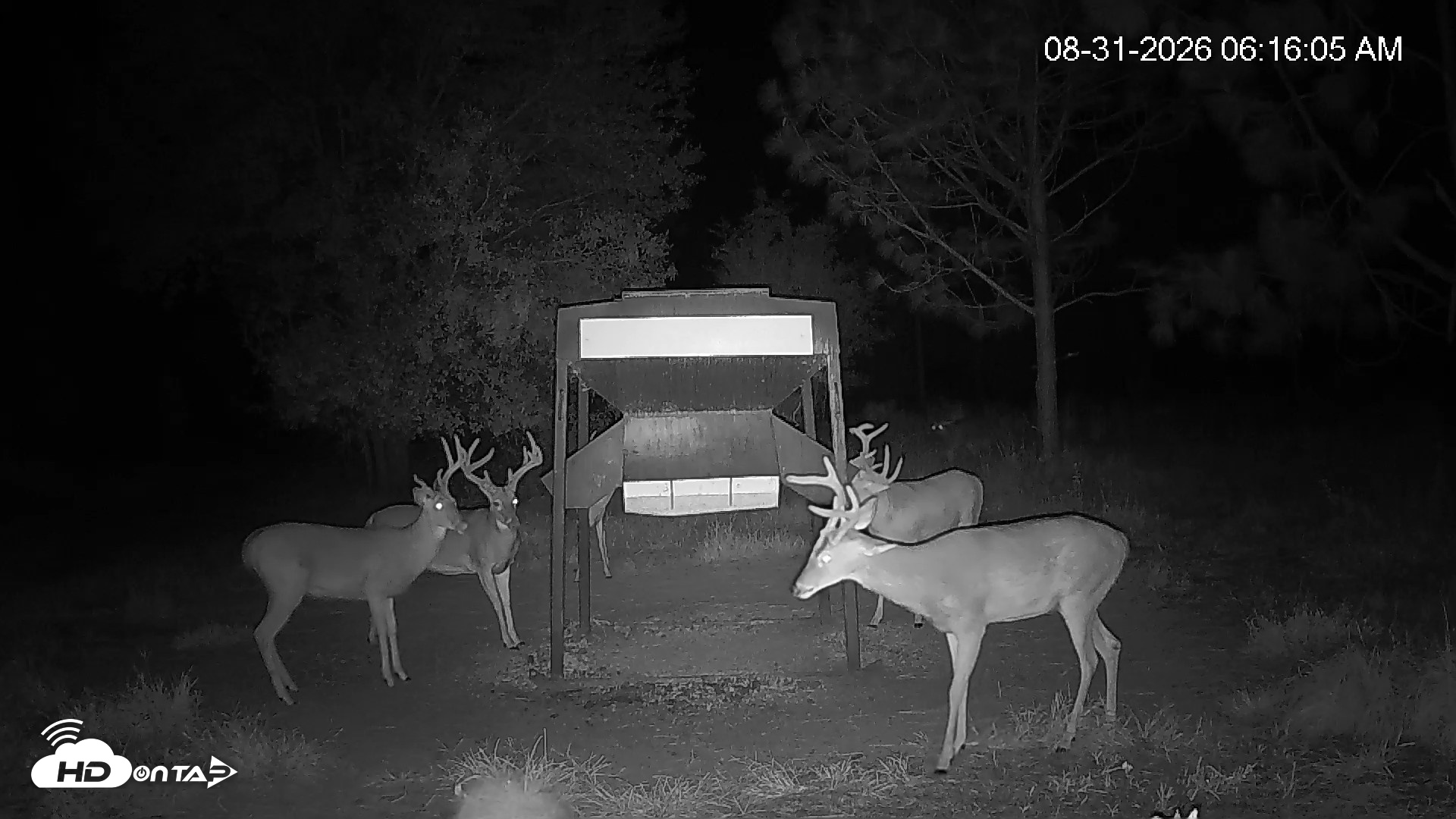Snapshot of Leesburg Georgia Live Deer Feeder Webcam taken Aug 31, 2026, 6:15am EDT