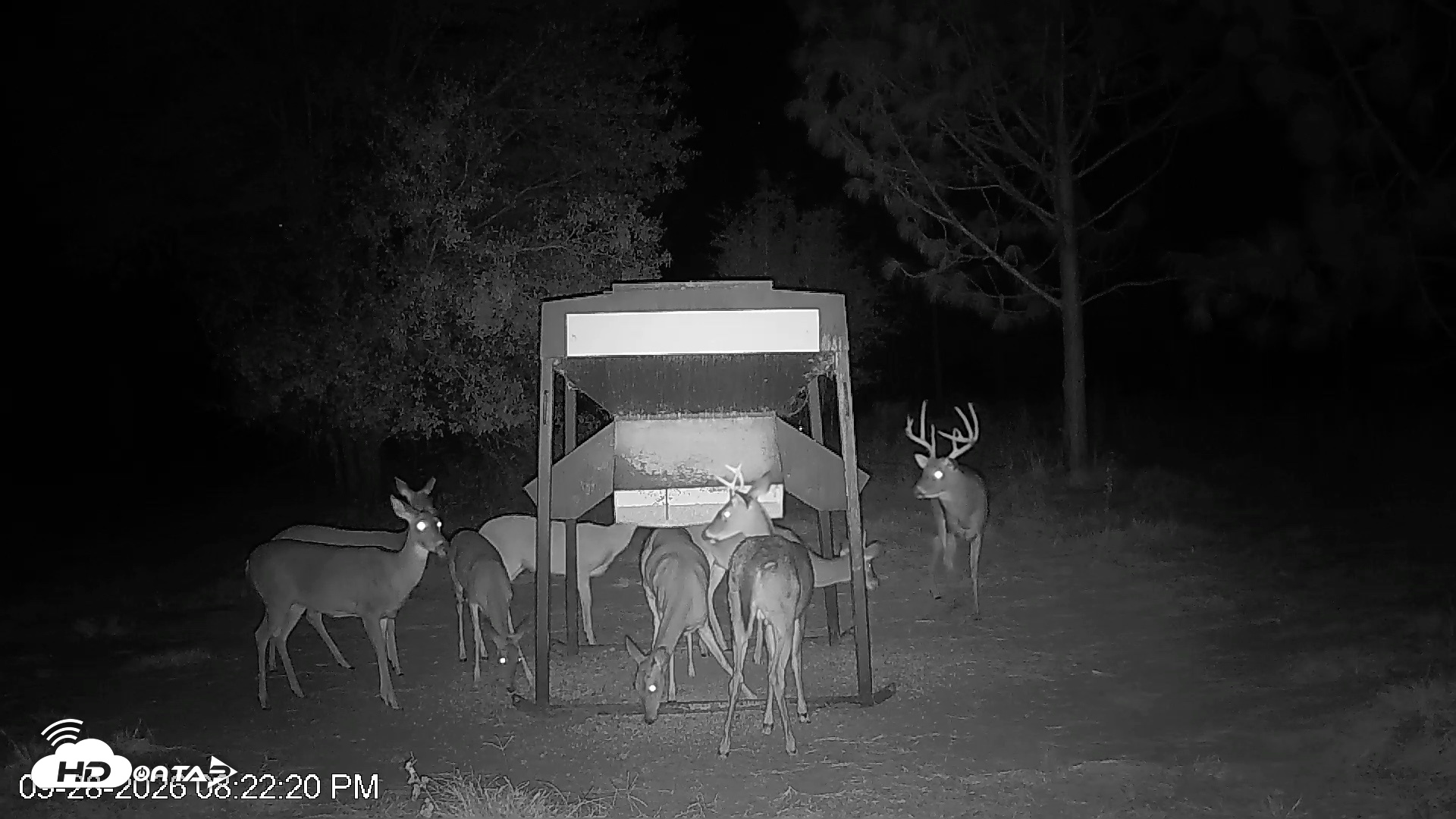 Snapshot of Leesburg Georgia Live Deer Feeder Webcam taken Sep 28, 2026, 8:22pm EDT