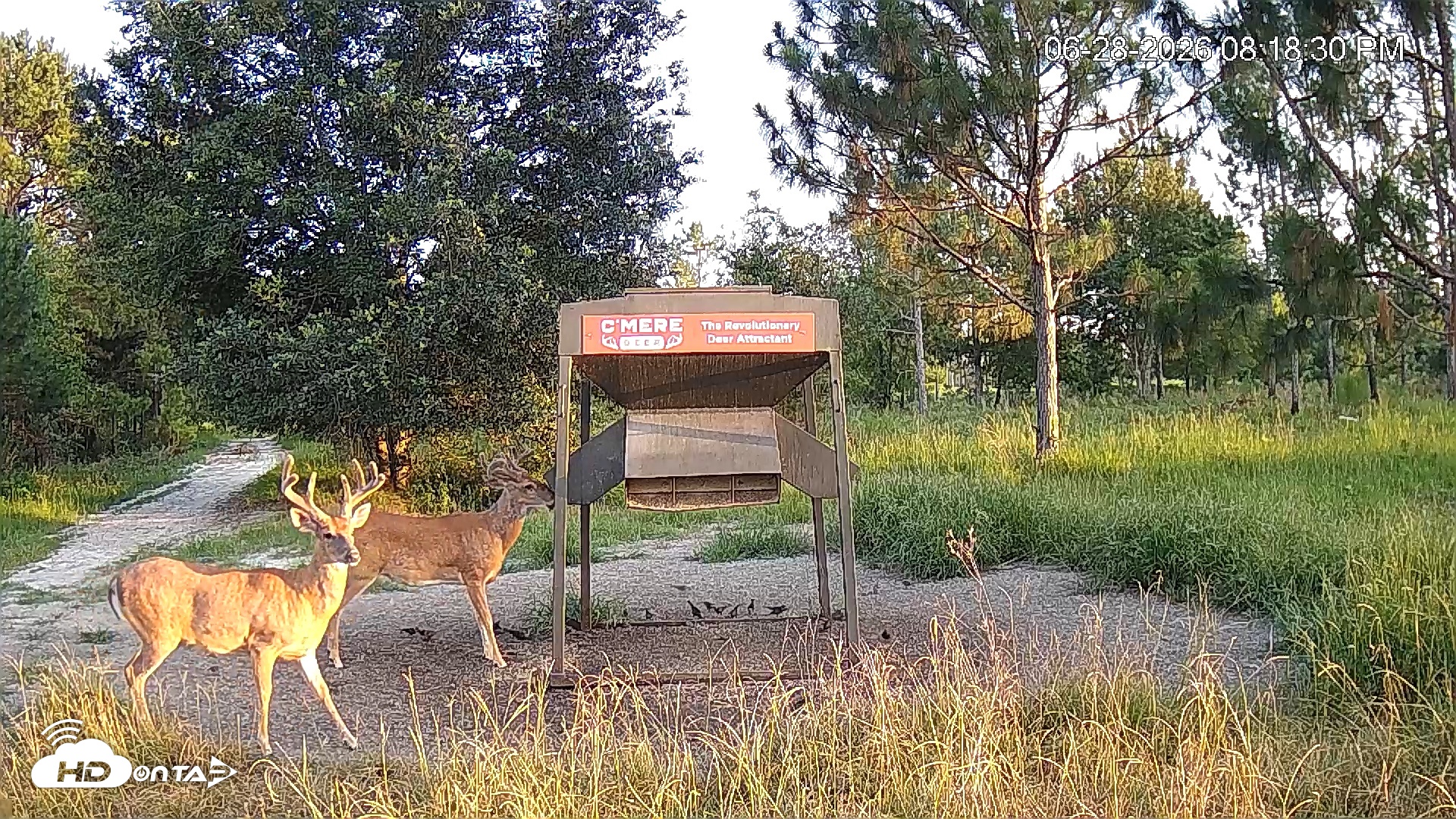 Snapshot of Leesburg Georgia Live Deer Feeder Webcam taken Jun 28, 2026, 8:18pm EDT