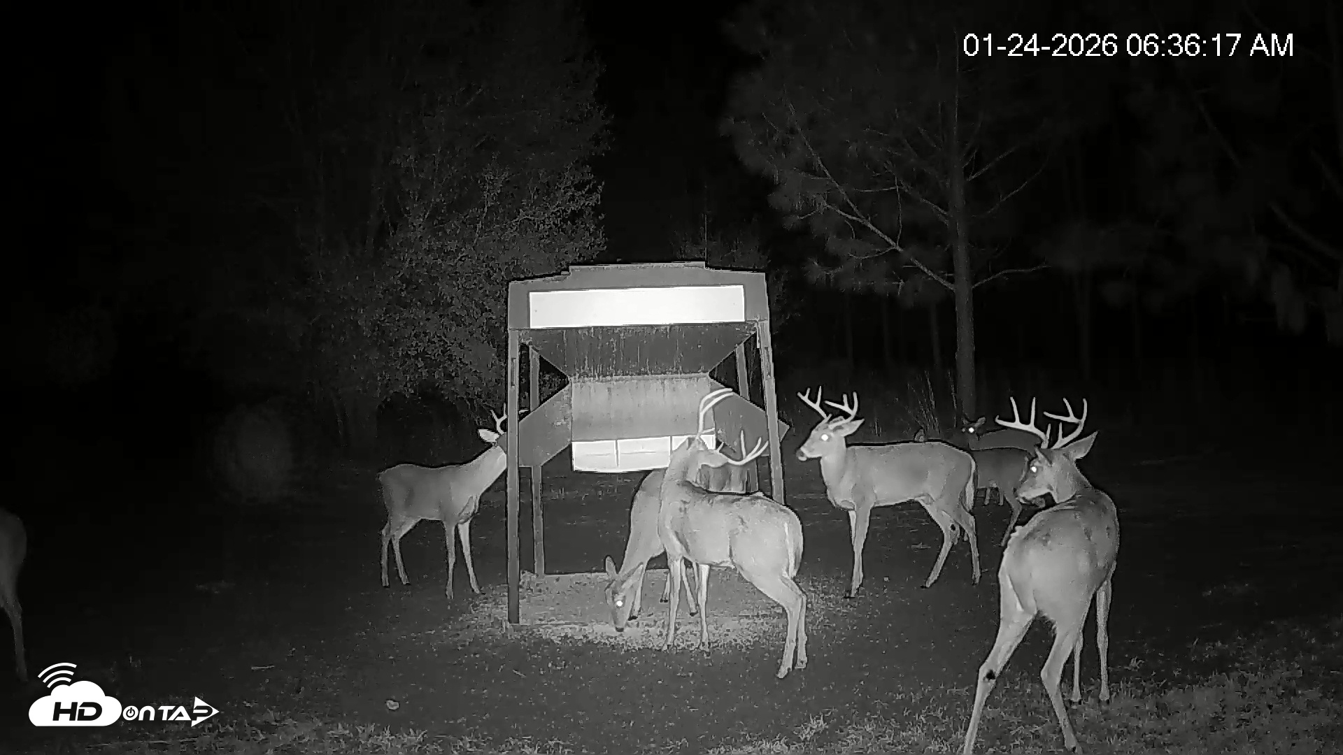 Snapshot of Leesburg Georgia Live Deer Feeder Webcam taken Jan 24, 2026, 6:36am EST