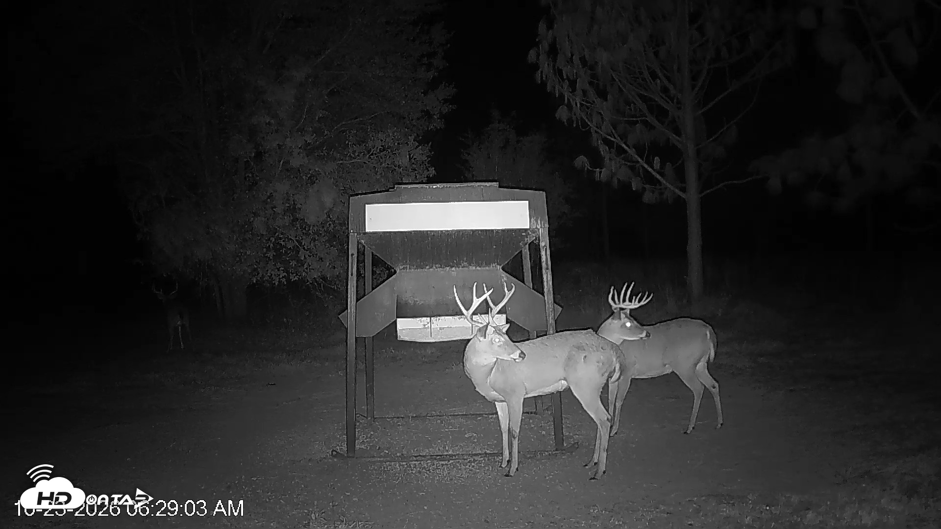 Snapshot of Leesburg Georgia Live Deer Feeder Webcam taken Oct 23, 2026, 6:29am EDT