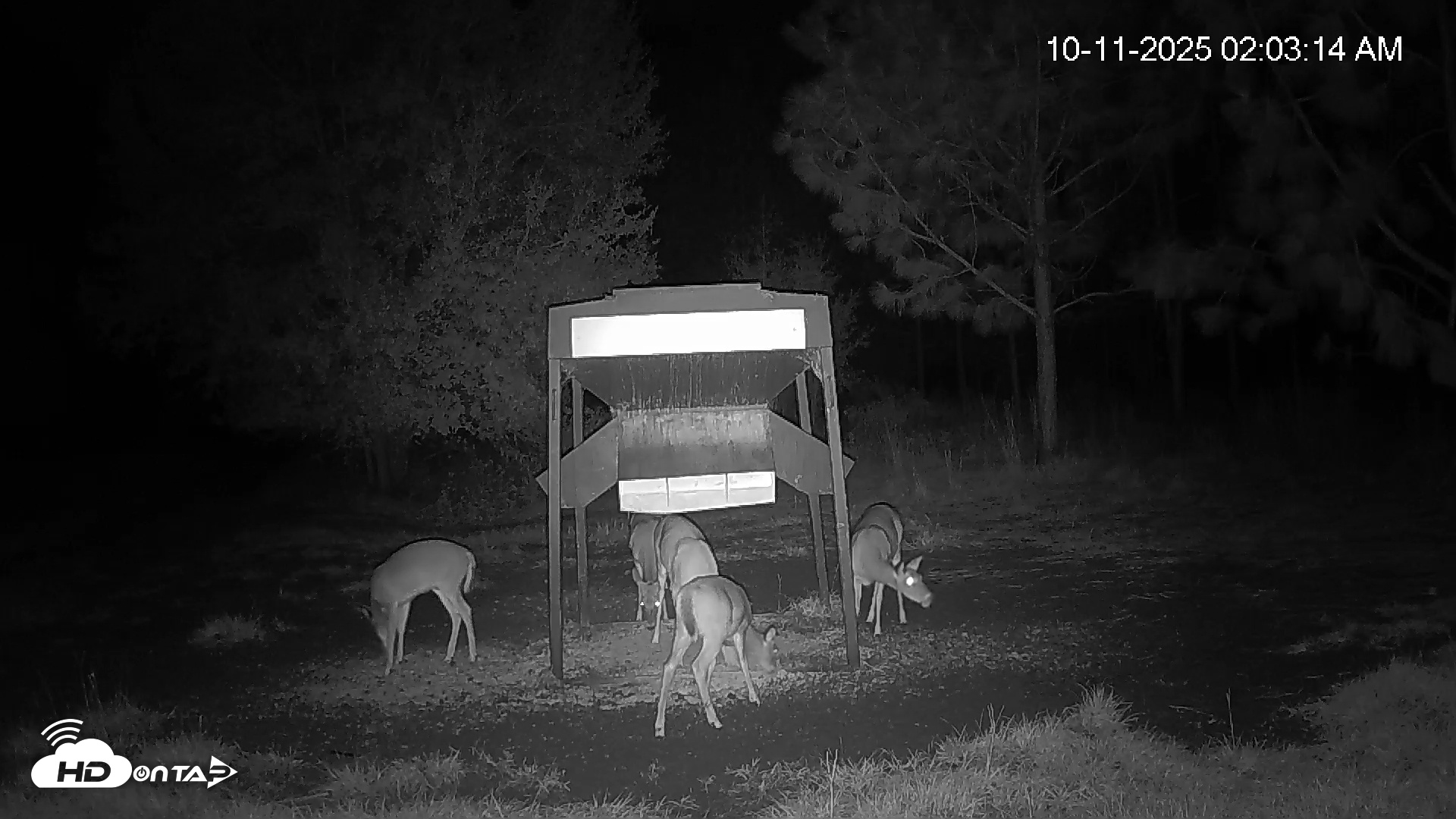 Snapshot of Leesburg Georgia Live Deer Feeder Webcam taken Oct 11, 2025, 2:03am EDT
