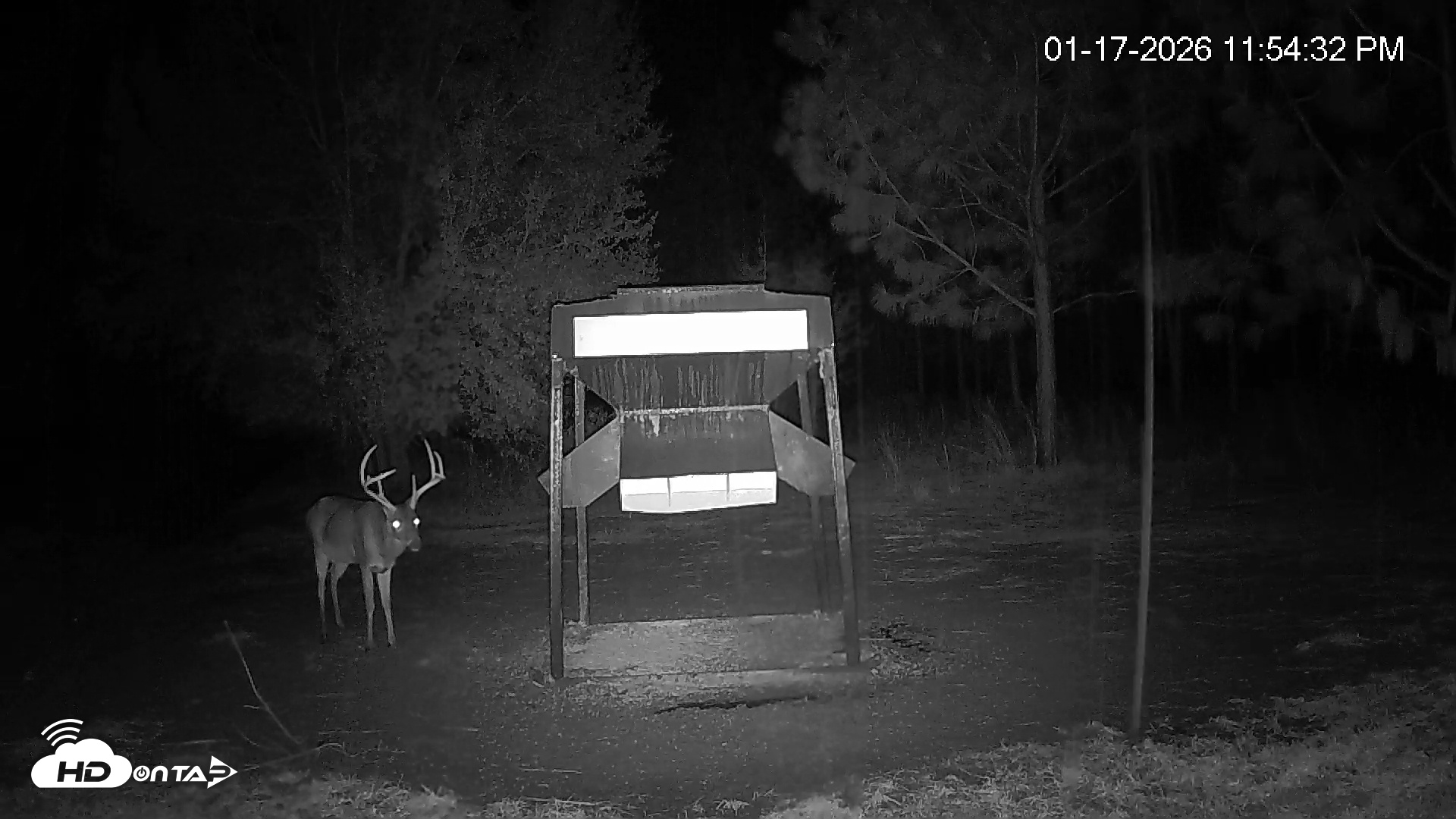 Snapshot of Leesburg Georgia Live Deer Feeder Webcam taken Jan 17, 2026, 11:55pm EST