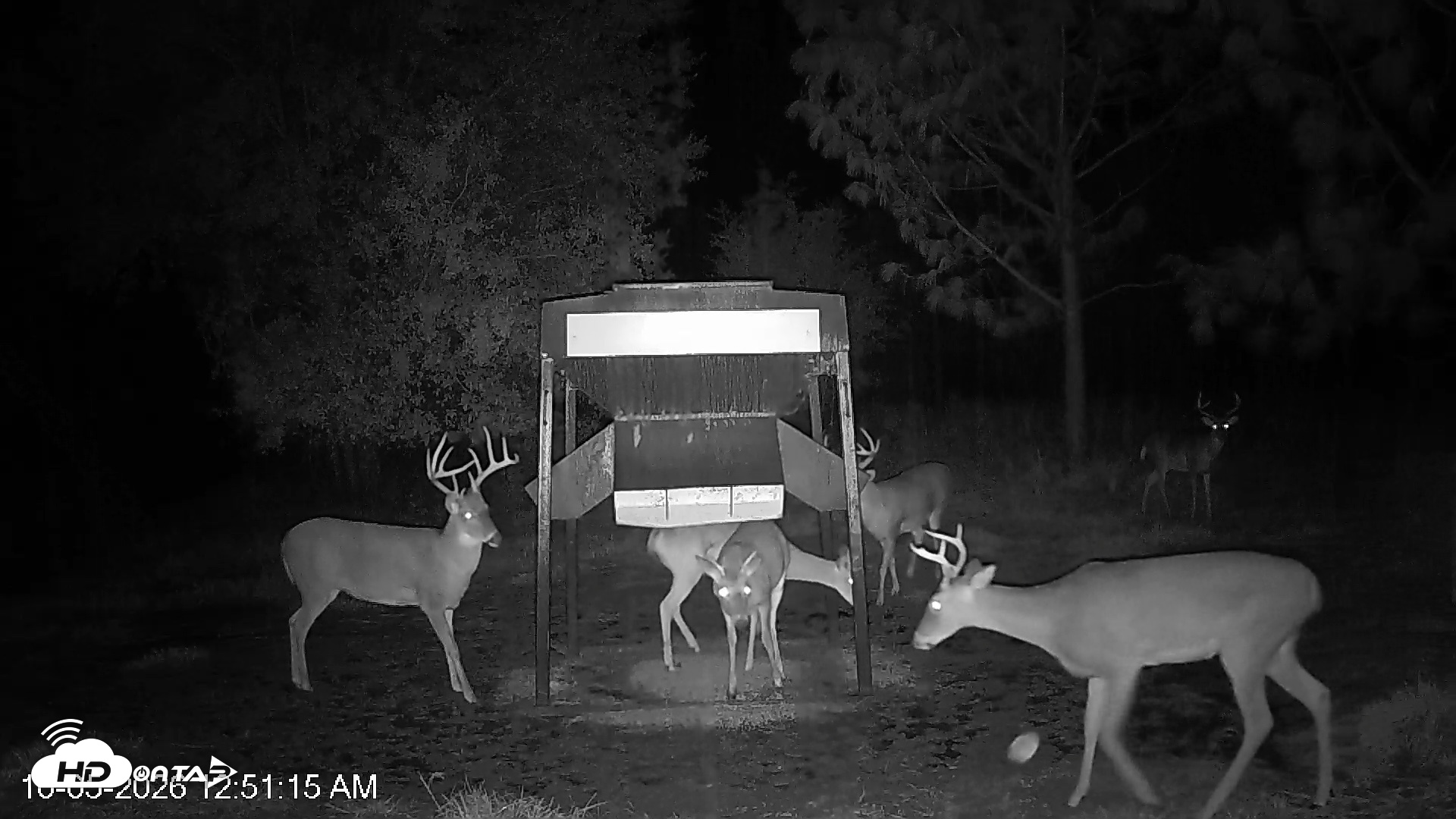 Snapshot of Leesburg Georgia Live Deer Feeder Webcam taken Oct 5, 2026, 12:51am EDT