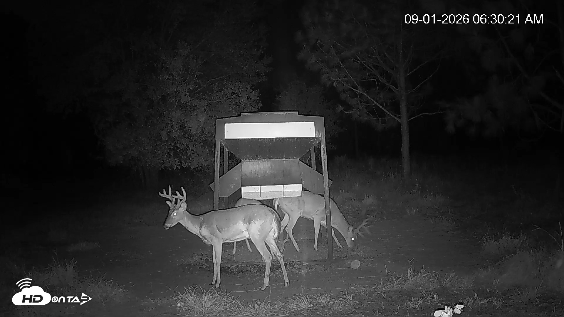 Snapshot of Leesburg Georgia Live Deer Feeder Webcam taken Sep 1, 2026, 6:30am EDT