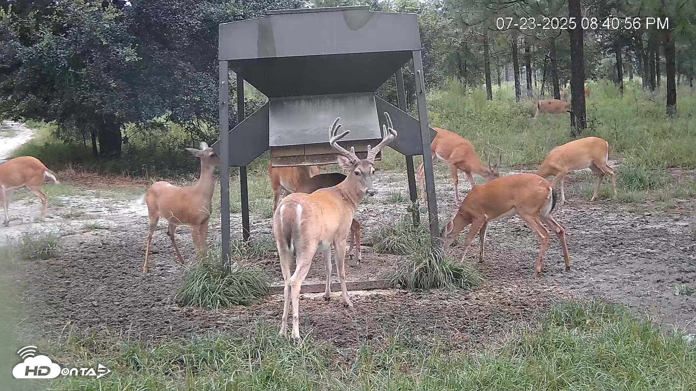 Snapshot of Leesburg Georgia Live Deer Feeder Webcam taken Jul 23, 2025, 8:44pm EDT