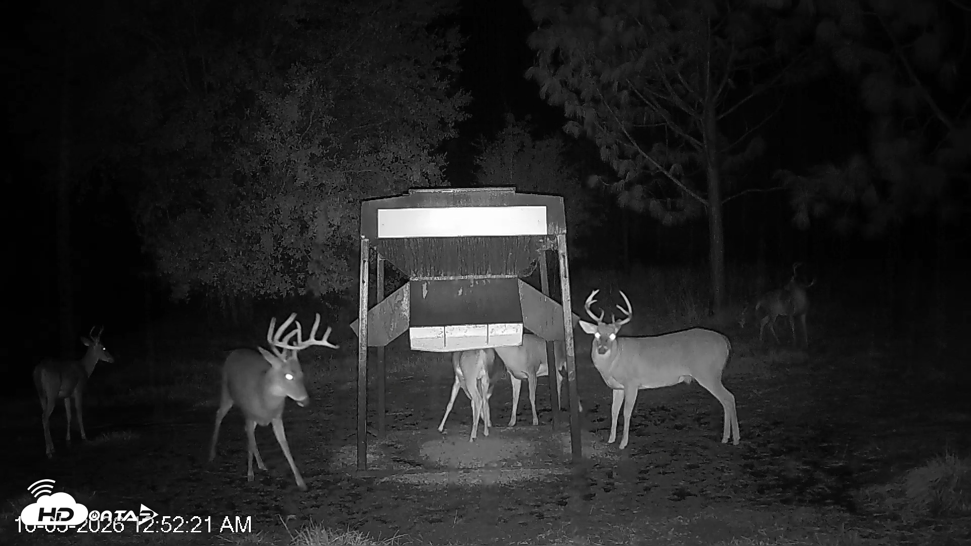 Snapshot of Leesburg Georgia Live Deer Feeder Webcam taken Oct 5, 2026, 12:52am EDT