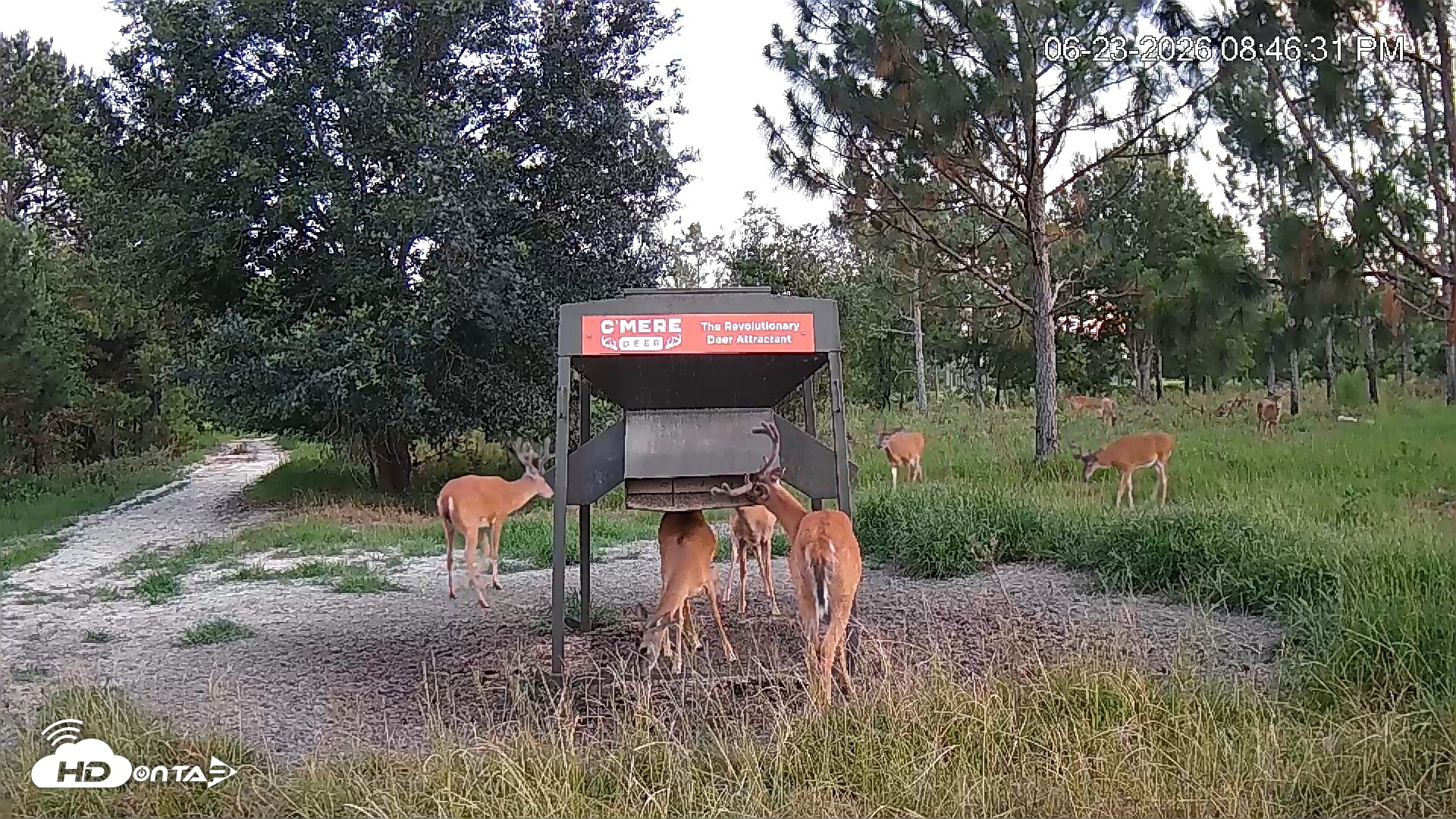 Snapshot of Leesburg Georgia Live Deer Feeder Webcam taken Jun 23, 2026, 8:46pm EDT