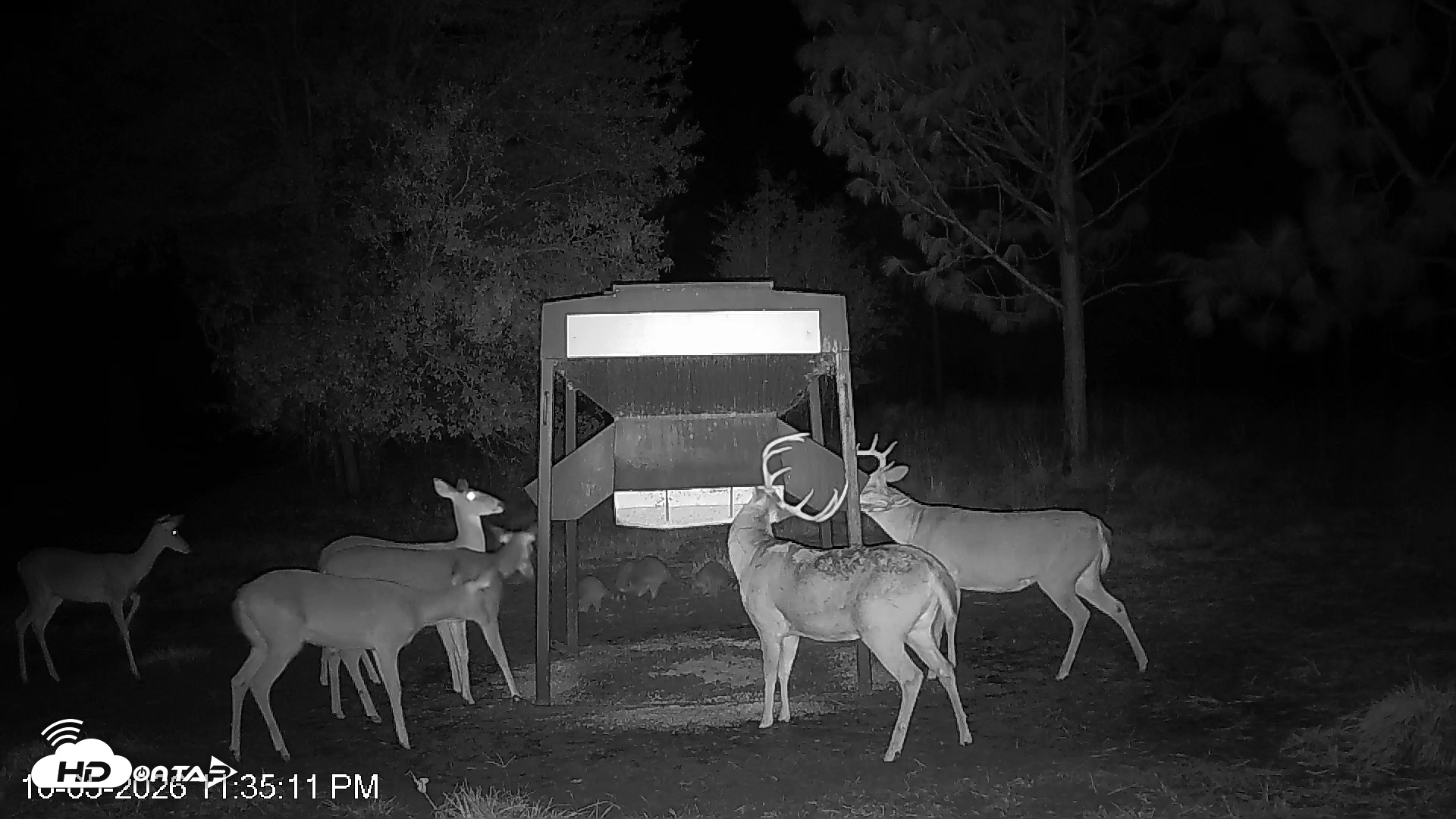 Snapshot of Leesburg Georgia Live Deer Feeder Webcam taken Oct 5, 2026, 11:35pm EDT