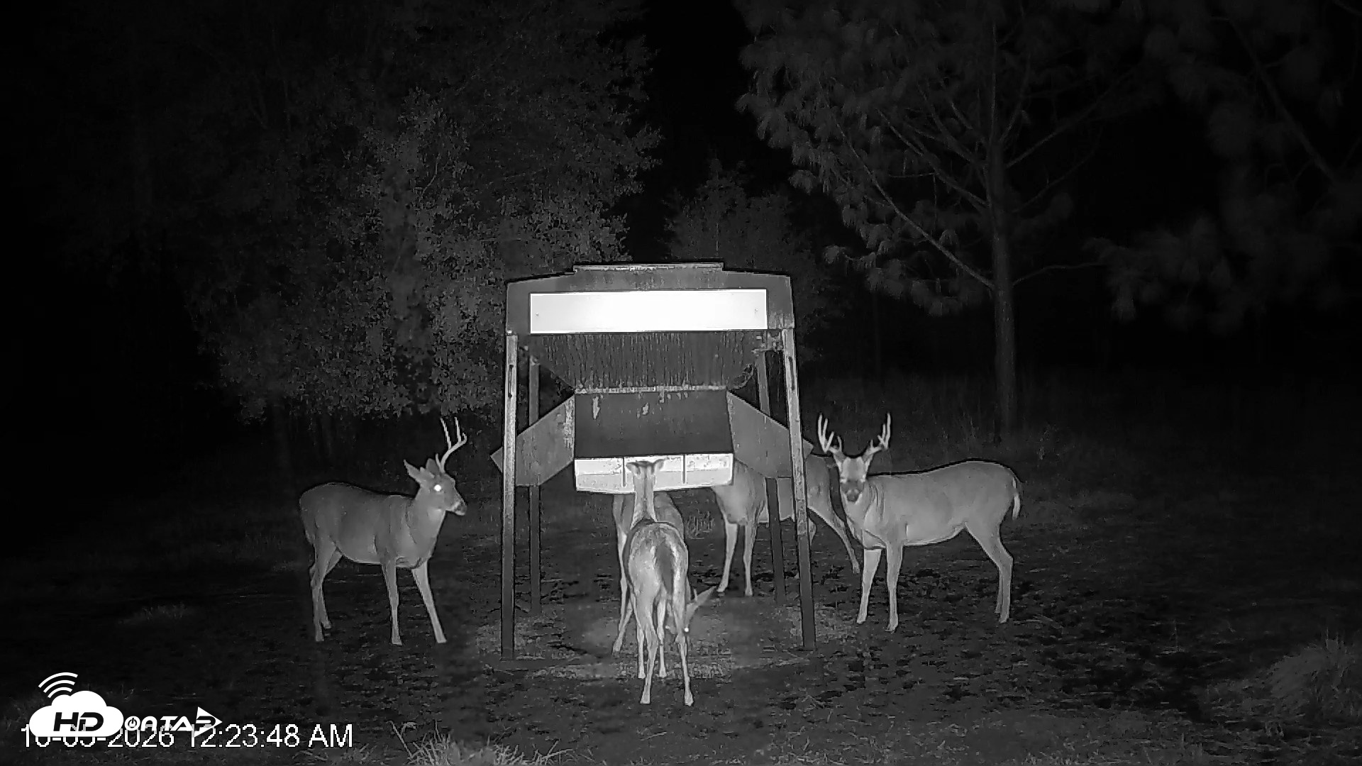 Snapshot of Leesburg Georgia Live Deer Feeder Webcam taken Oct 5, 2026, 12:23am EDT