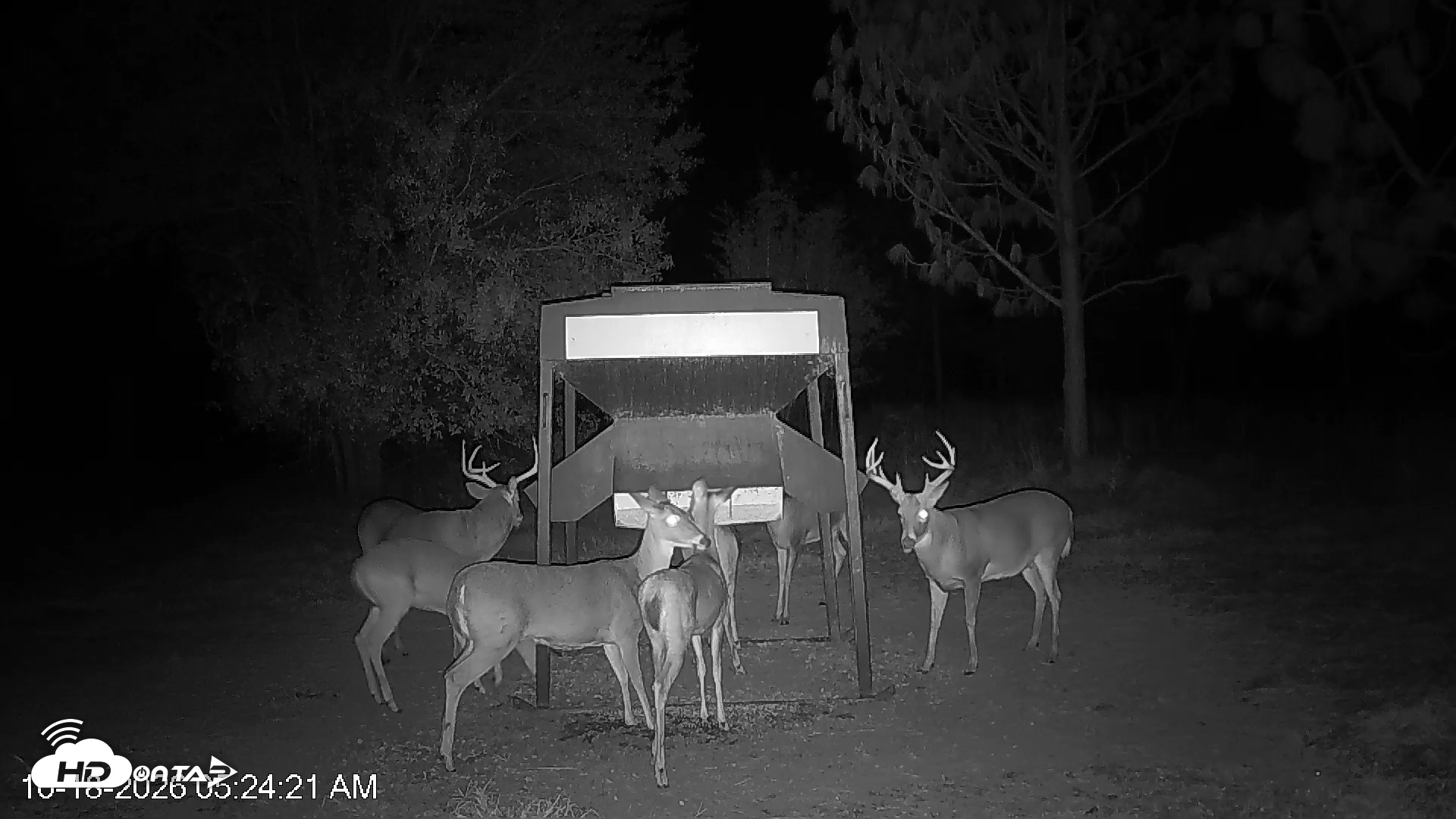 Snapshot of Leesburg Georgia Live Deer Feeder Webcam taken Oct 18, 2026, 5:24am EDT