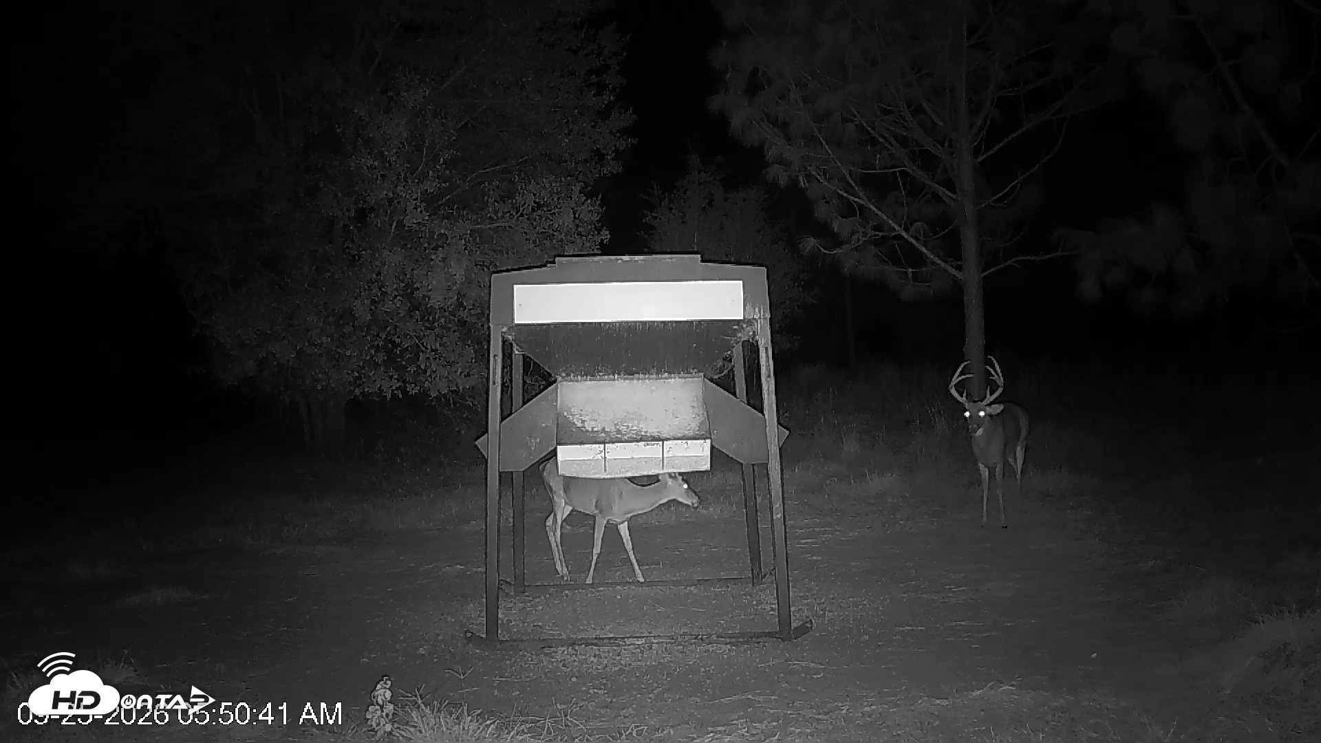 Snapshot of Leesburg Georgia Live Deer Feeder Webcam taken Sep 25, 2026, 5:50am EDT