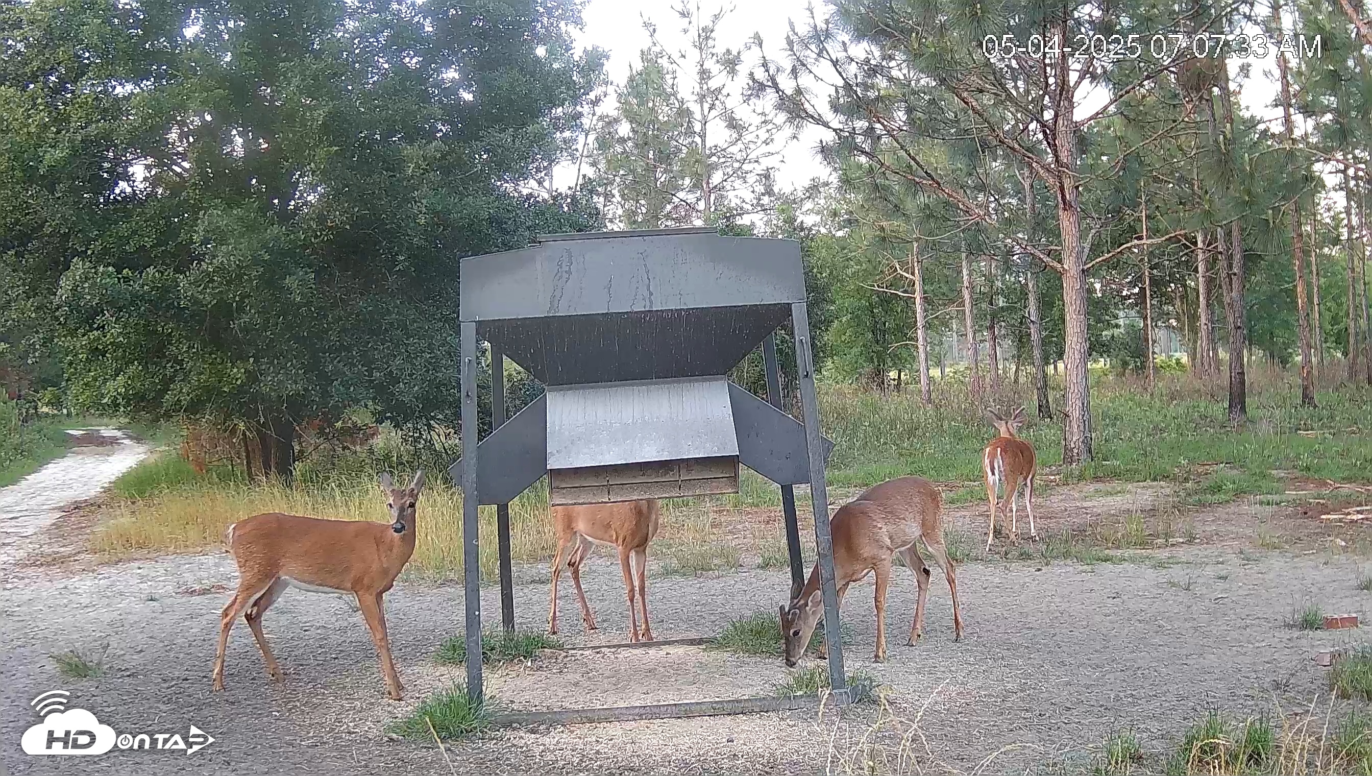 Snapshot of Leesburg Georgia Live Deer Feeder Webcam taken May 4, 2025, 7:07am EDT