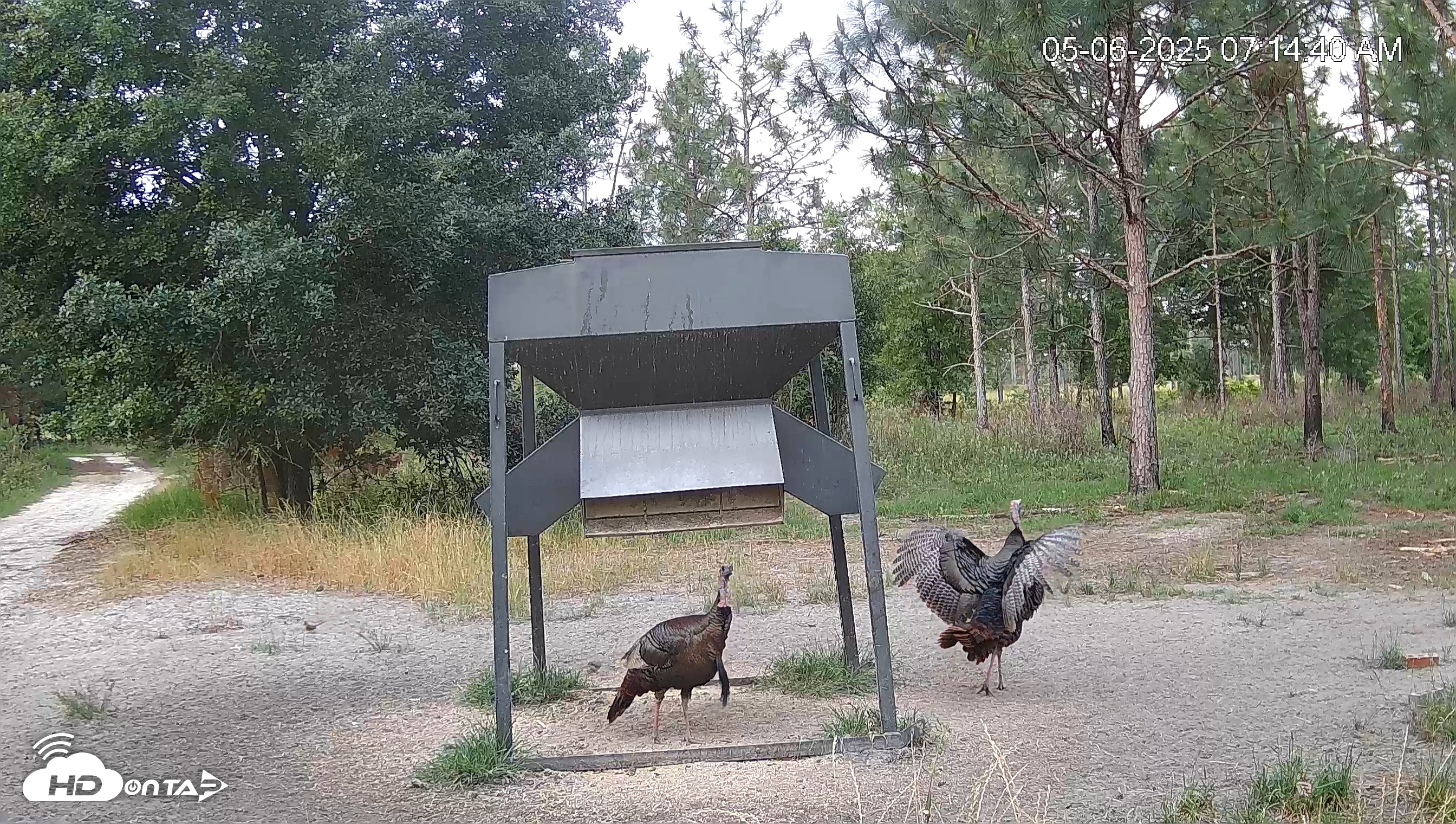 Snapshot of Leesburg Georgia Live Deer Feeder Webcam taken May 6, 2025, 7:15am EDT