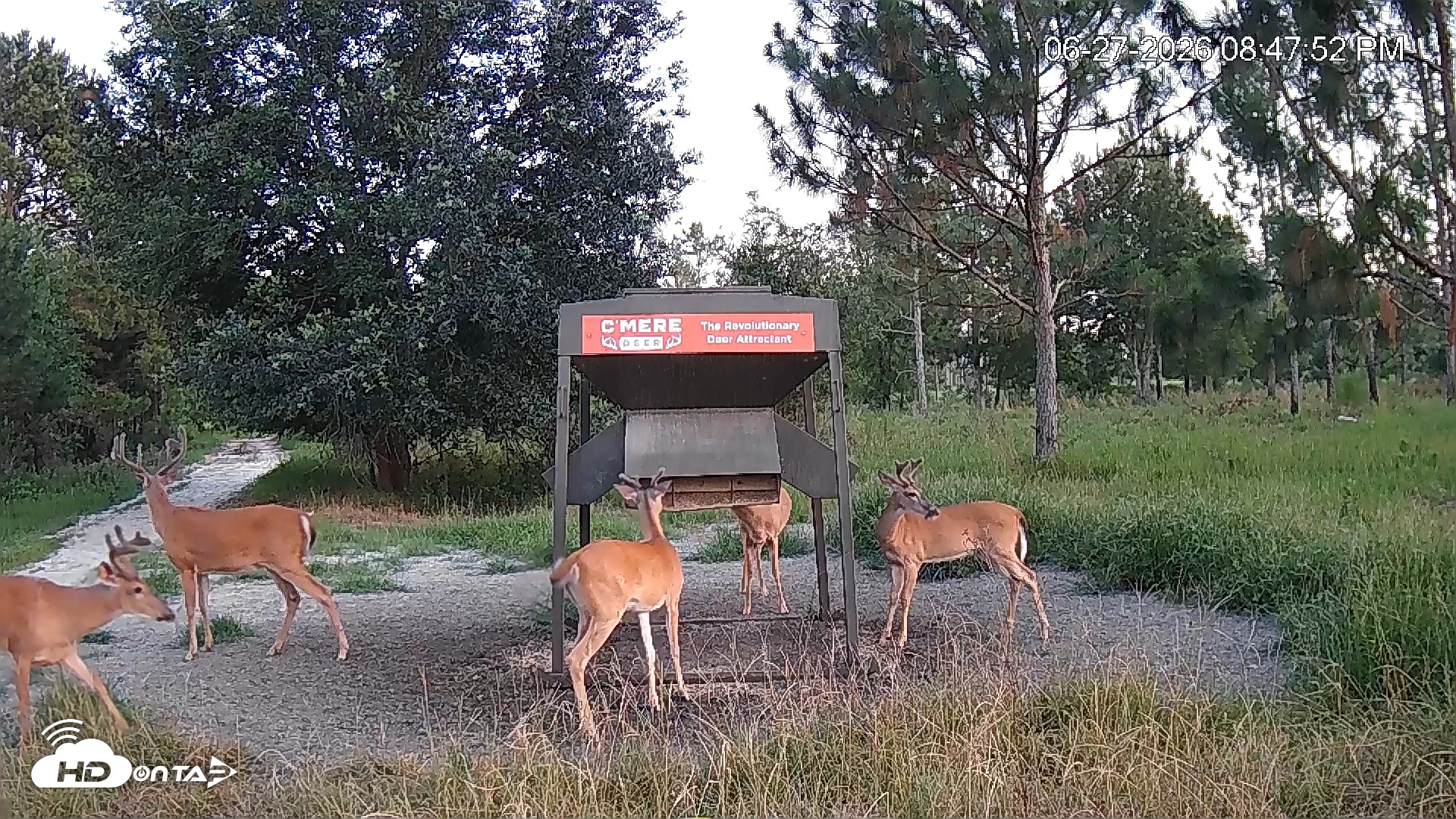 Snapshot of Leesburg Georgia Live Deer Feeder Webcam taken Jun 27, 2026, 8:48pm EDT