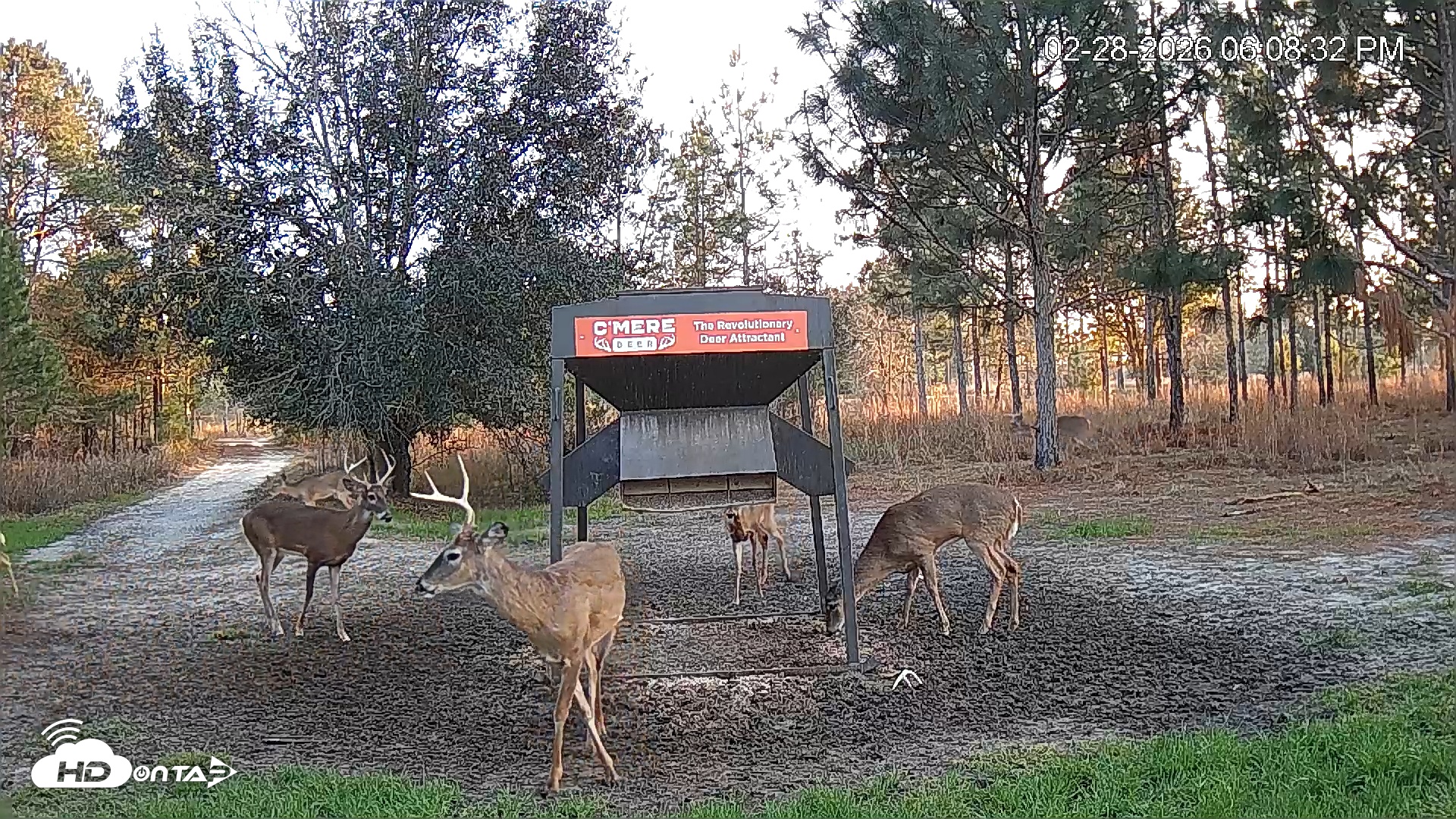 Snapshot of Leesburg Georgia Live Deer Feeder Webcam taken Feb 28, 2026, 6:08pm EST