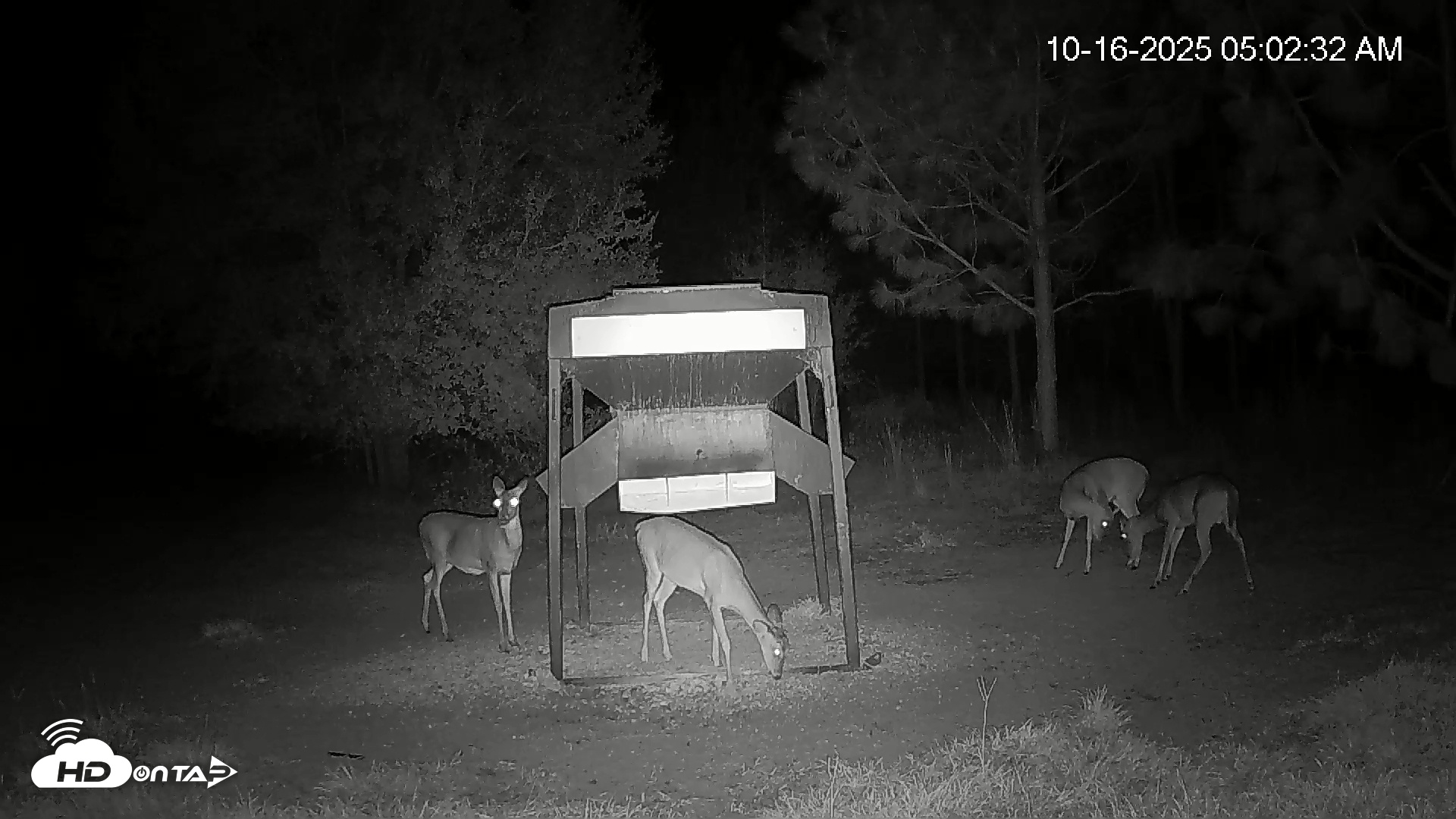 Snapshot of Leesburg Georgia Live Deer Feeder Webcam taken Oct 16, 2025, 5:02am EDT