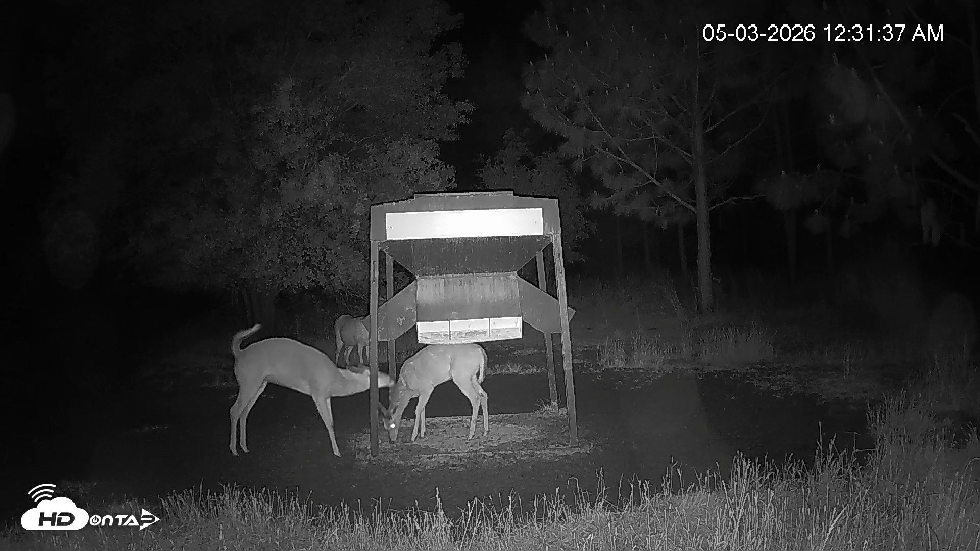 Snapshot of Leesburg Georgia Live Deer Feeder Webcam taken May 3, 2026, 12:32am EDT
