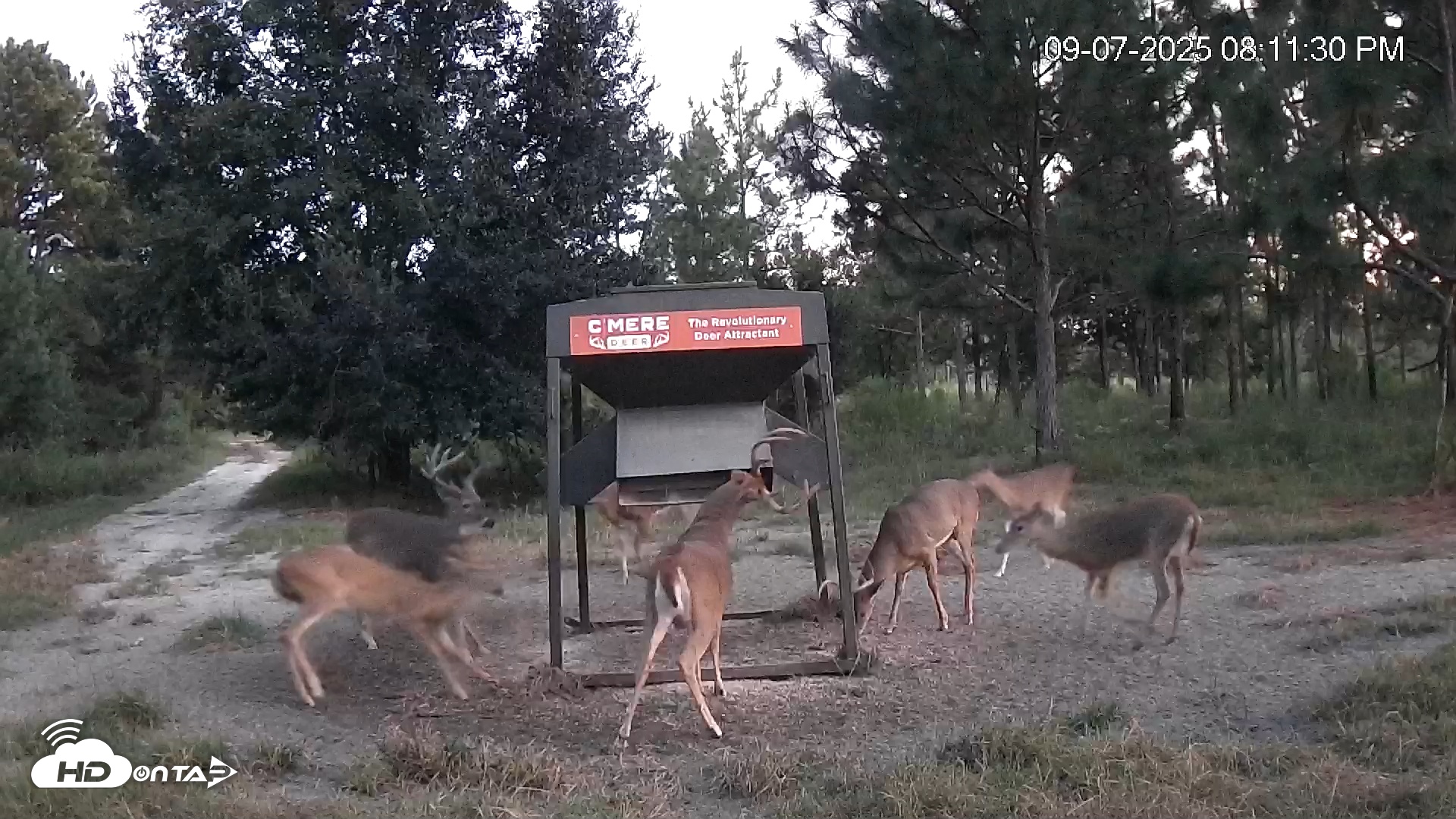 Snapshot of Leesburg Georgia Live Deer Feeder Webcam taken Sep 7, 2025, 8:11pm EDT