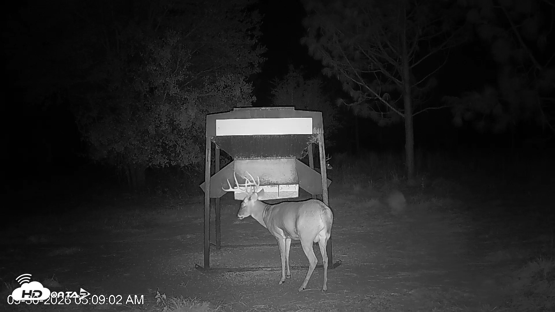 Snapshot of Leesburg Georgia Live Deer Feeder Webcam taken Sep 30, 2026, 5:09am EDT