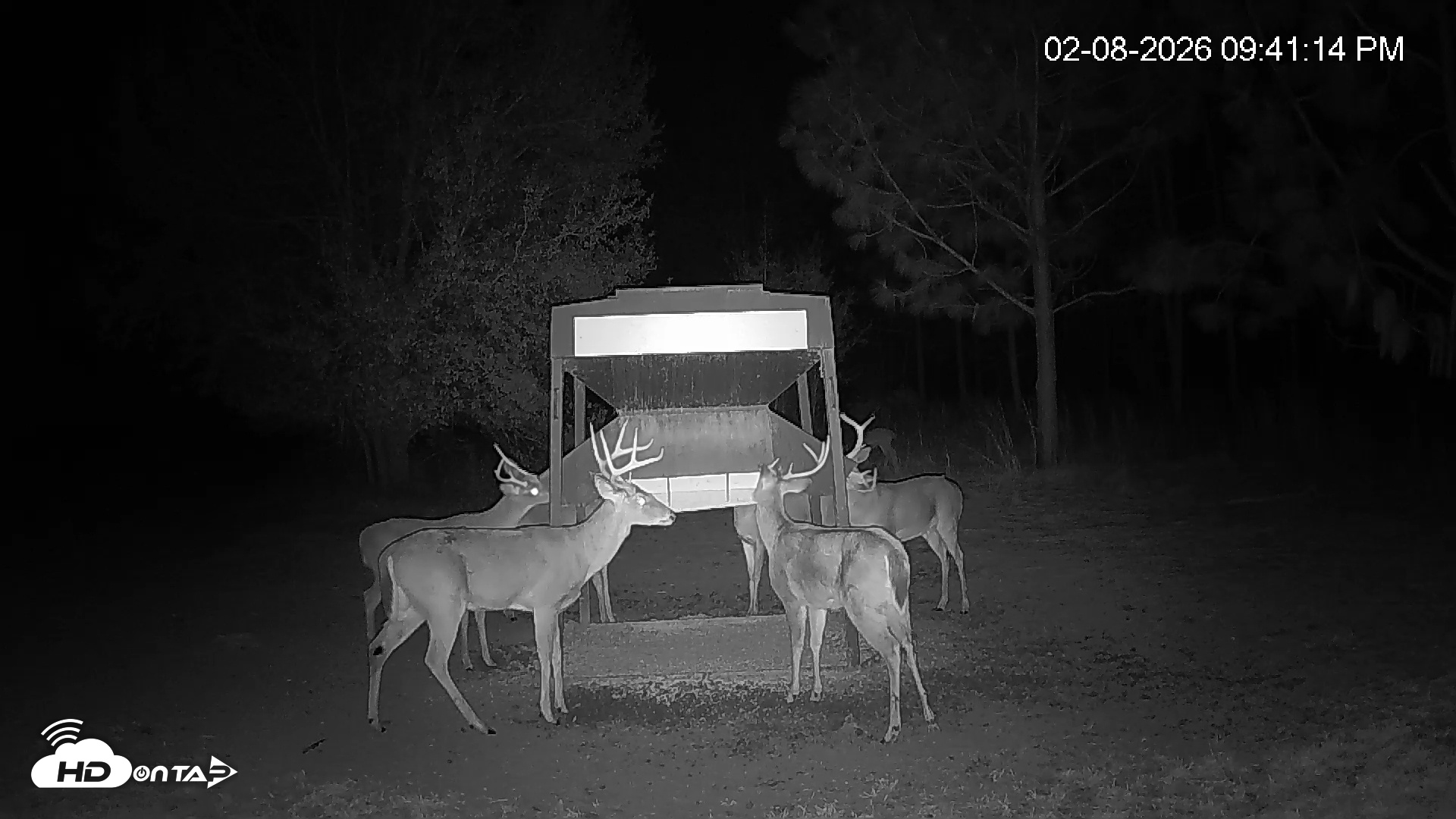 Snapshot of Leesburg Georgia Live Deer Feeder Webcam taken Feb 8, 2026, 9:41pm EST